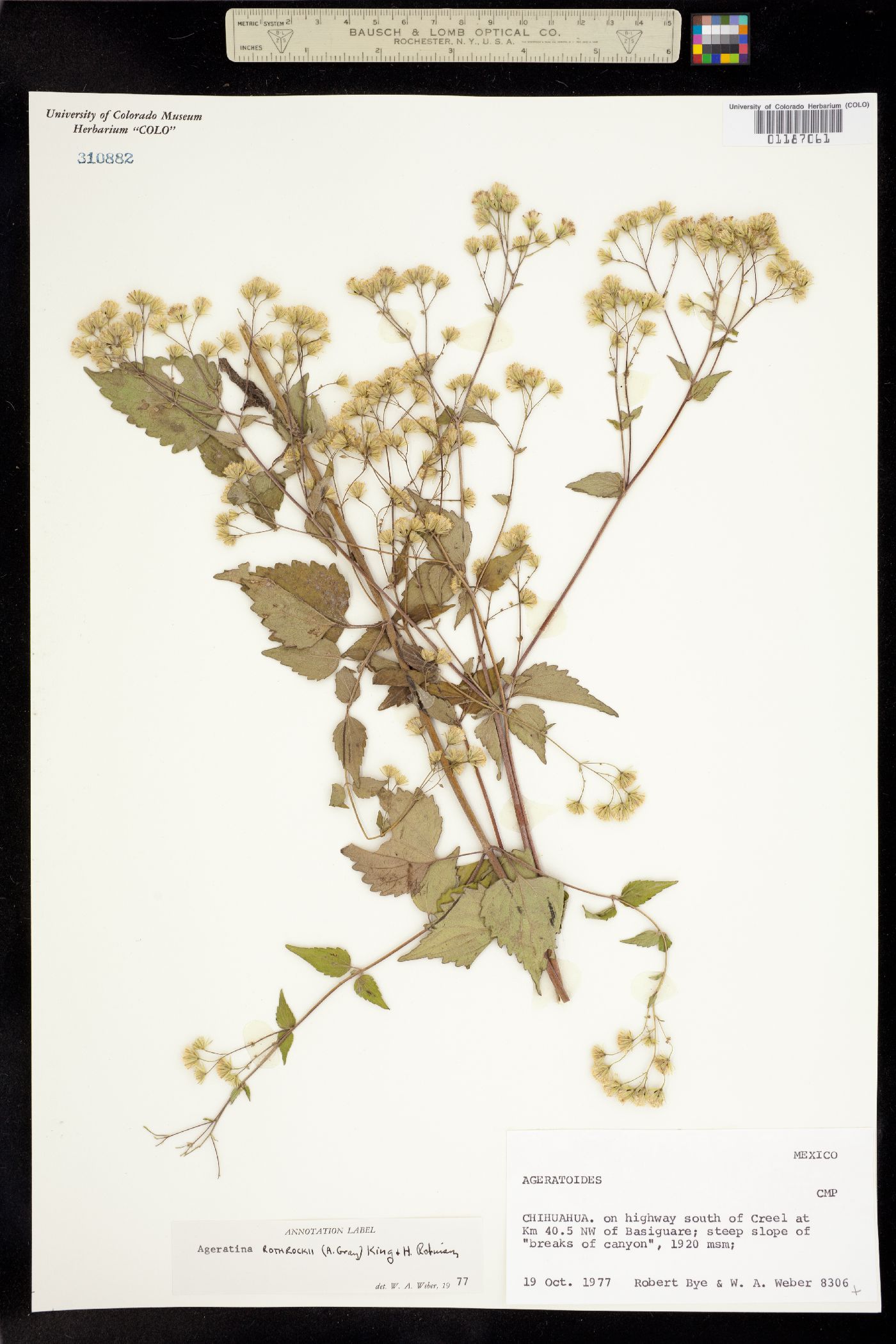 Ageratina rothrockii image
