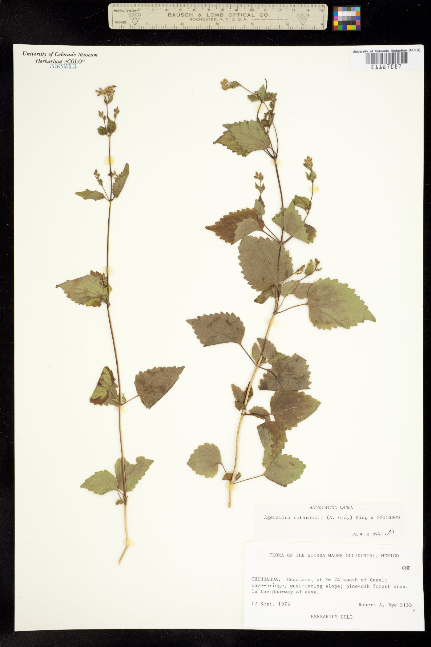 Ageratina rothrockii image