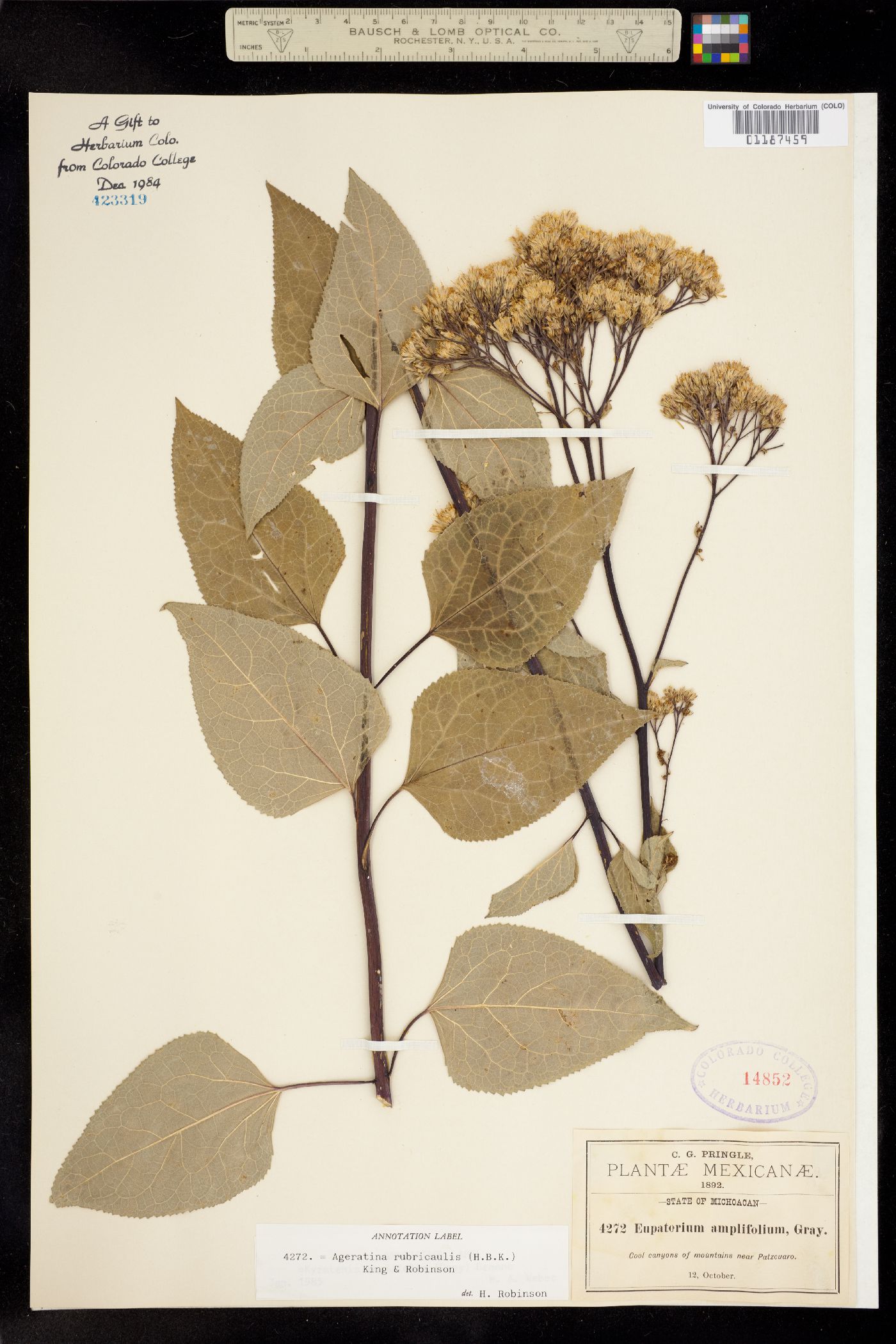 Ageratina rubricaulis image