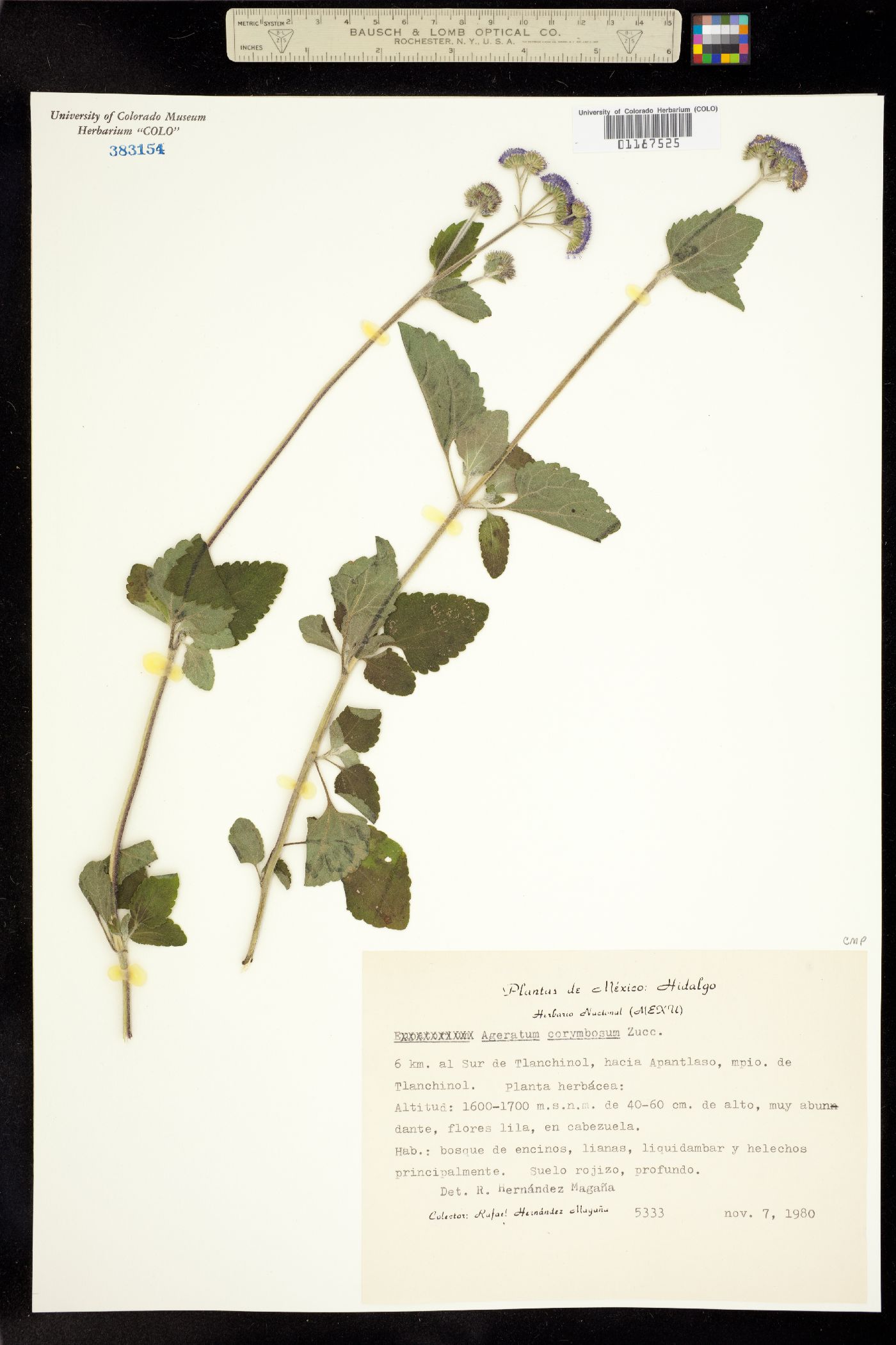 Ageratum corymbosum image