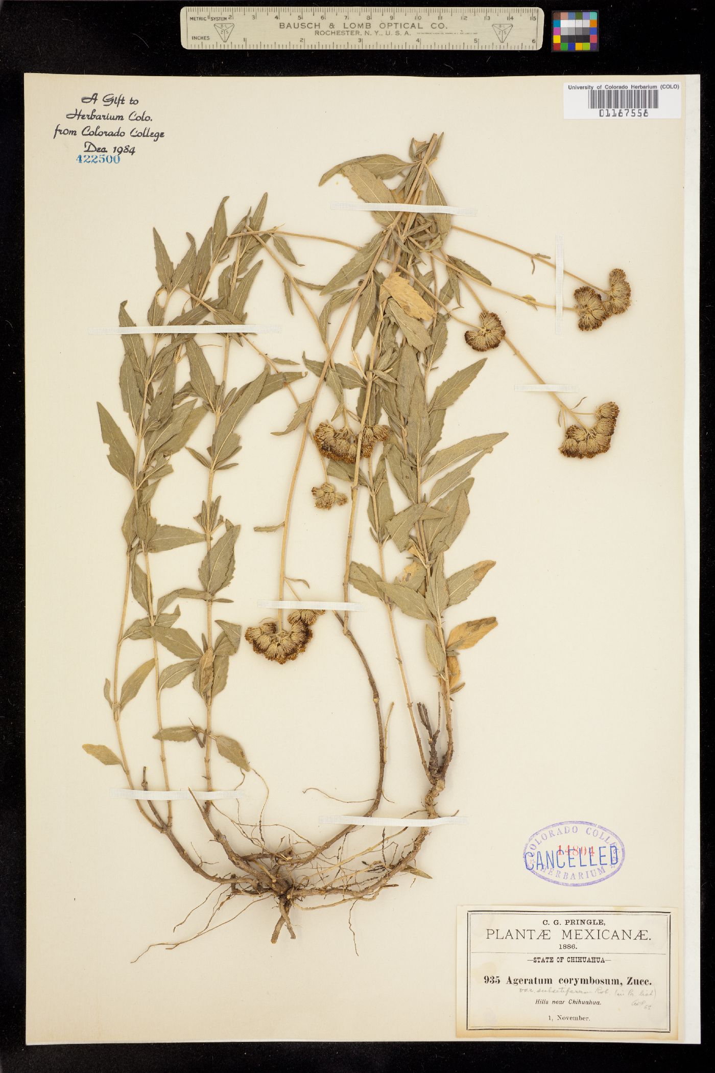 Ageratum corymbosum image