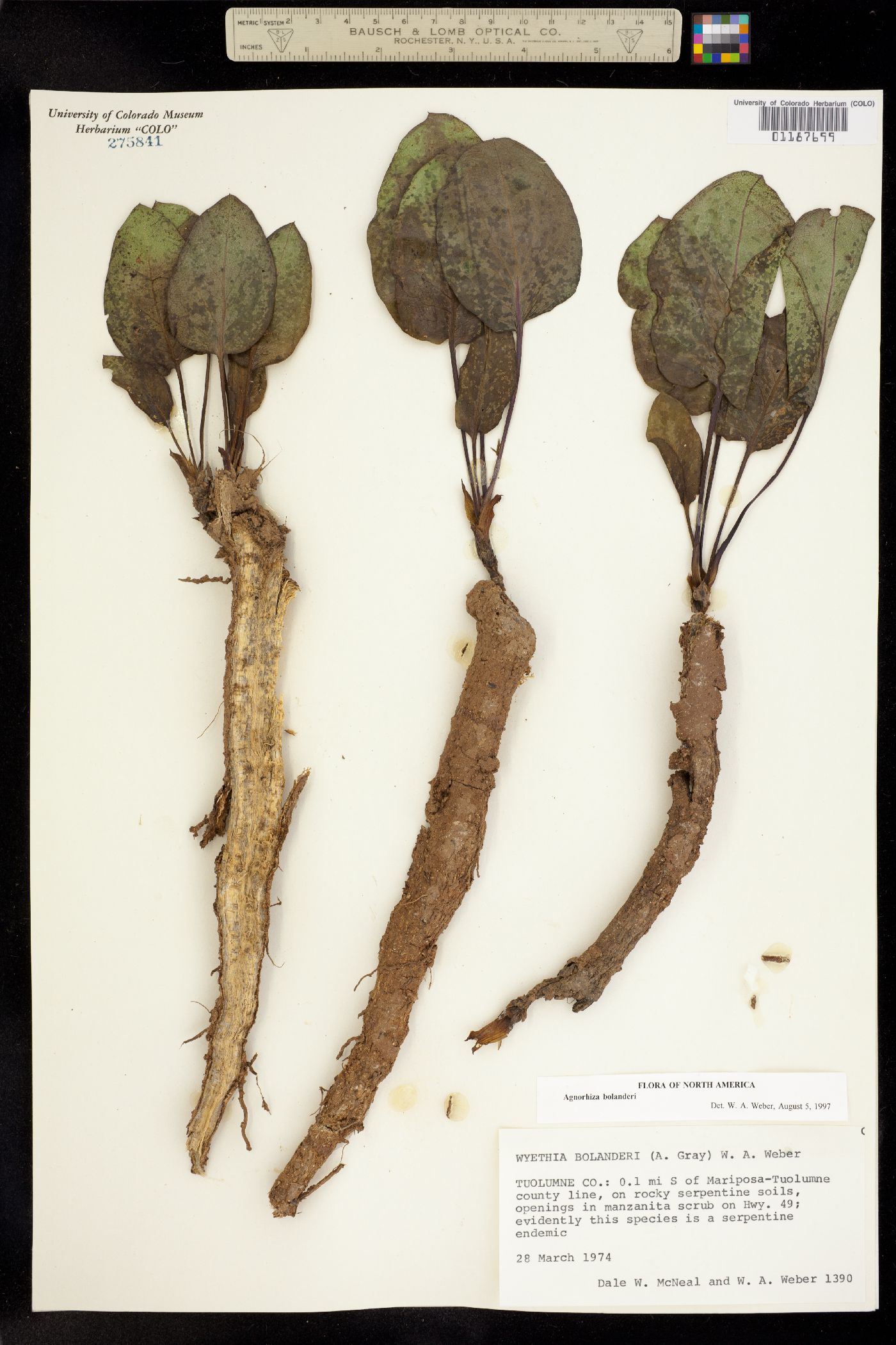 Agnorhiza bolanderi image