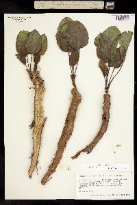 Agnorhiza bolanderi image