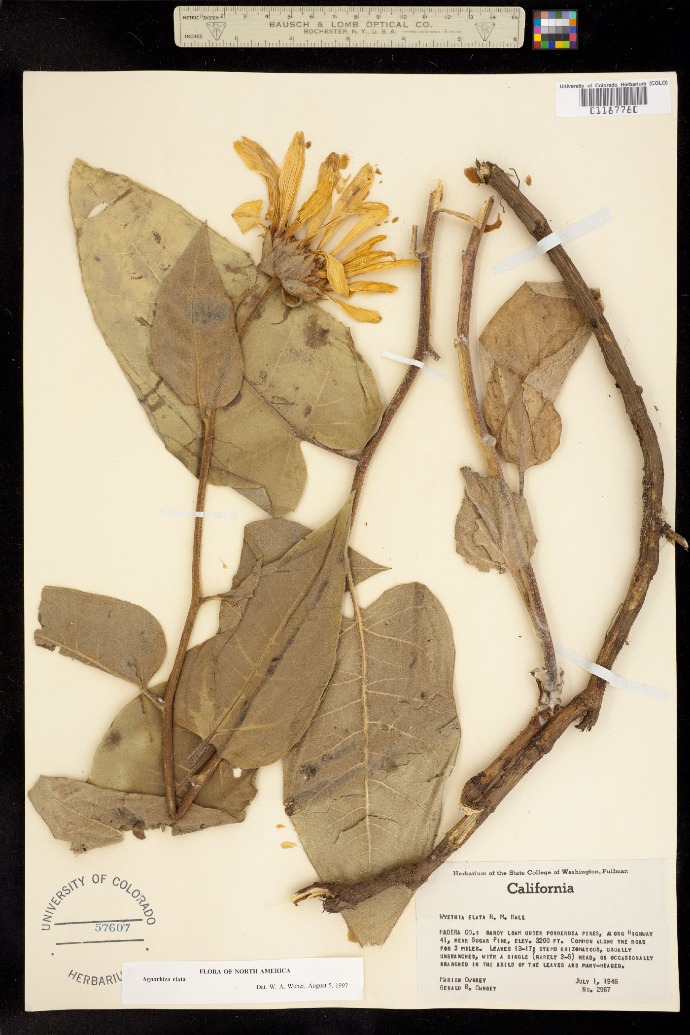 Agnorhiza elata image