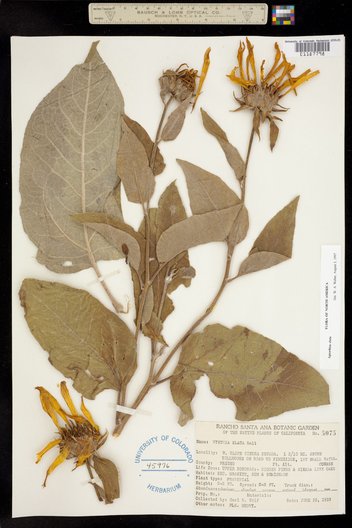 Agnorhiza elata image