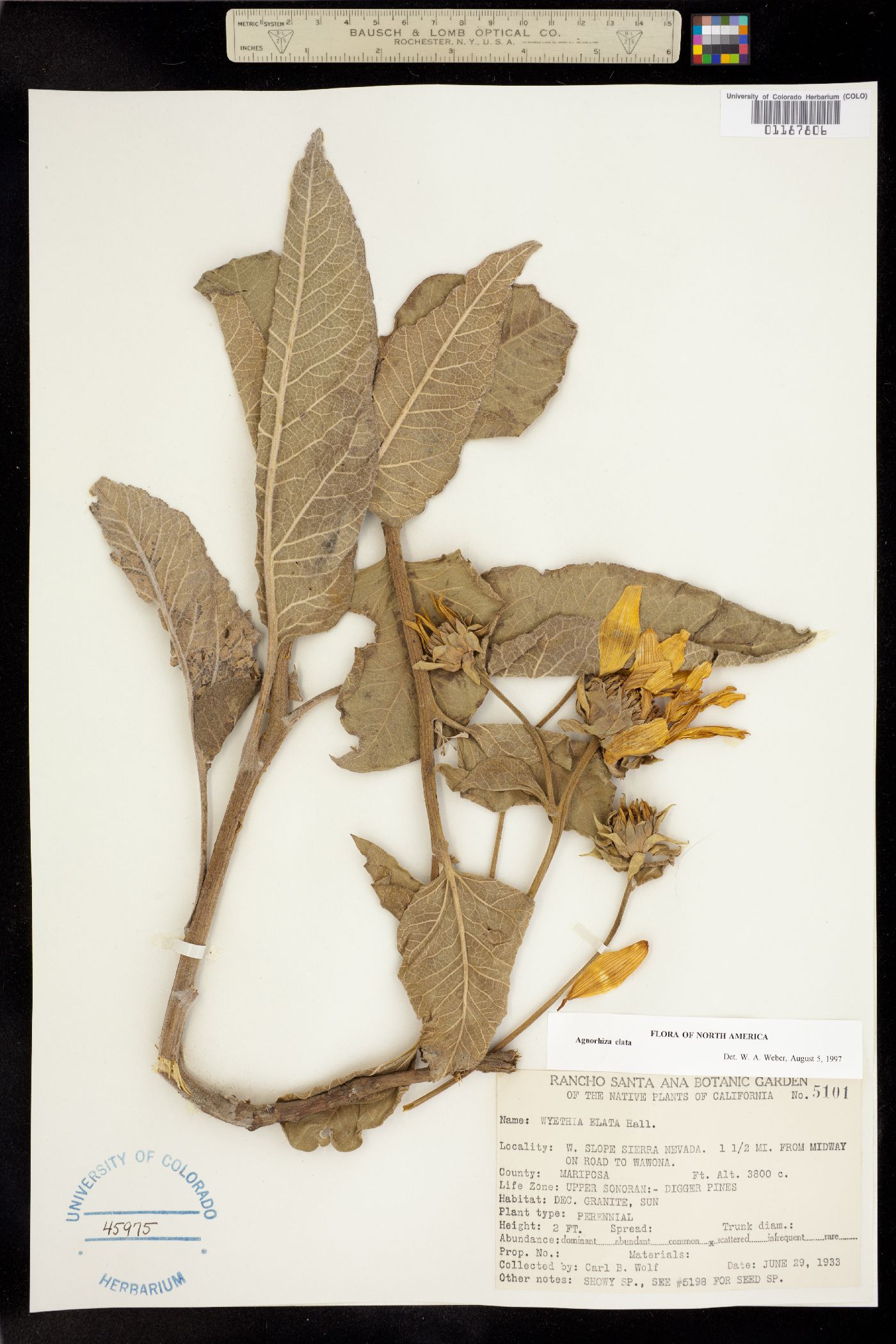 Agnorhiza elata image