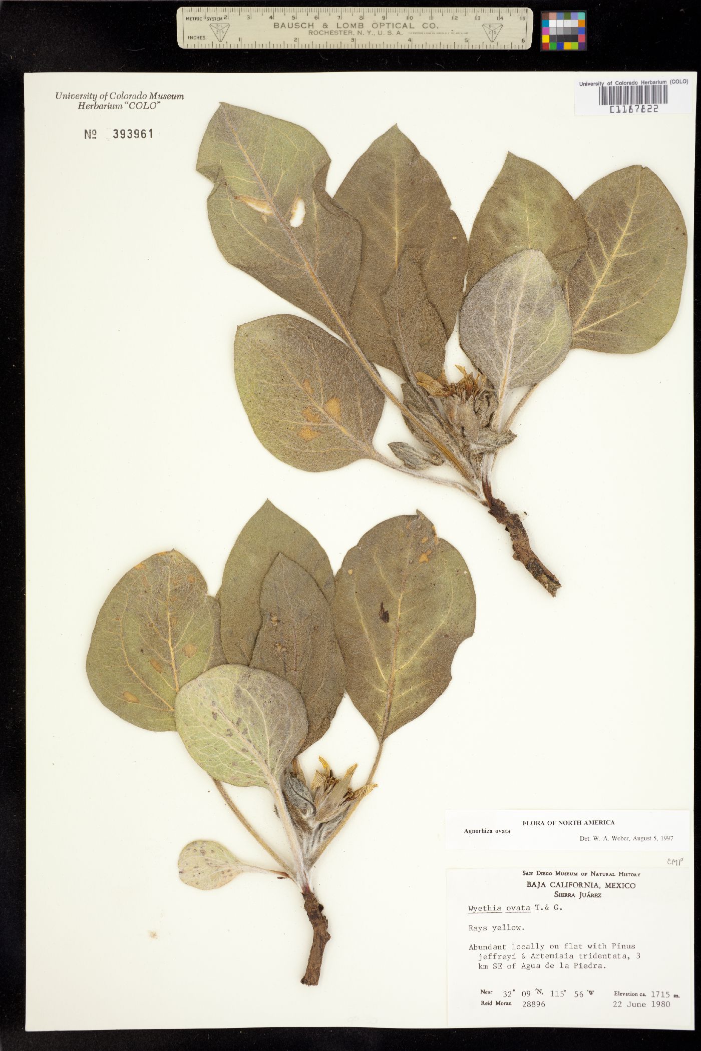 Agnorhiza ovata image