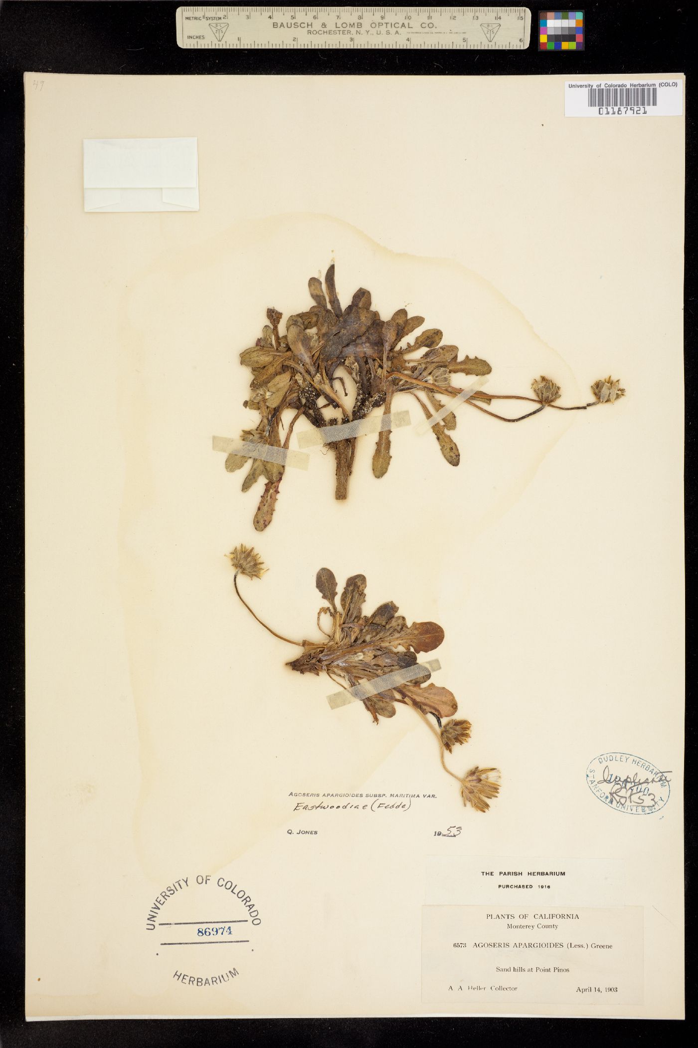 Agoseris apargioides image