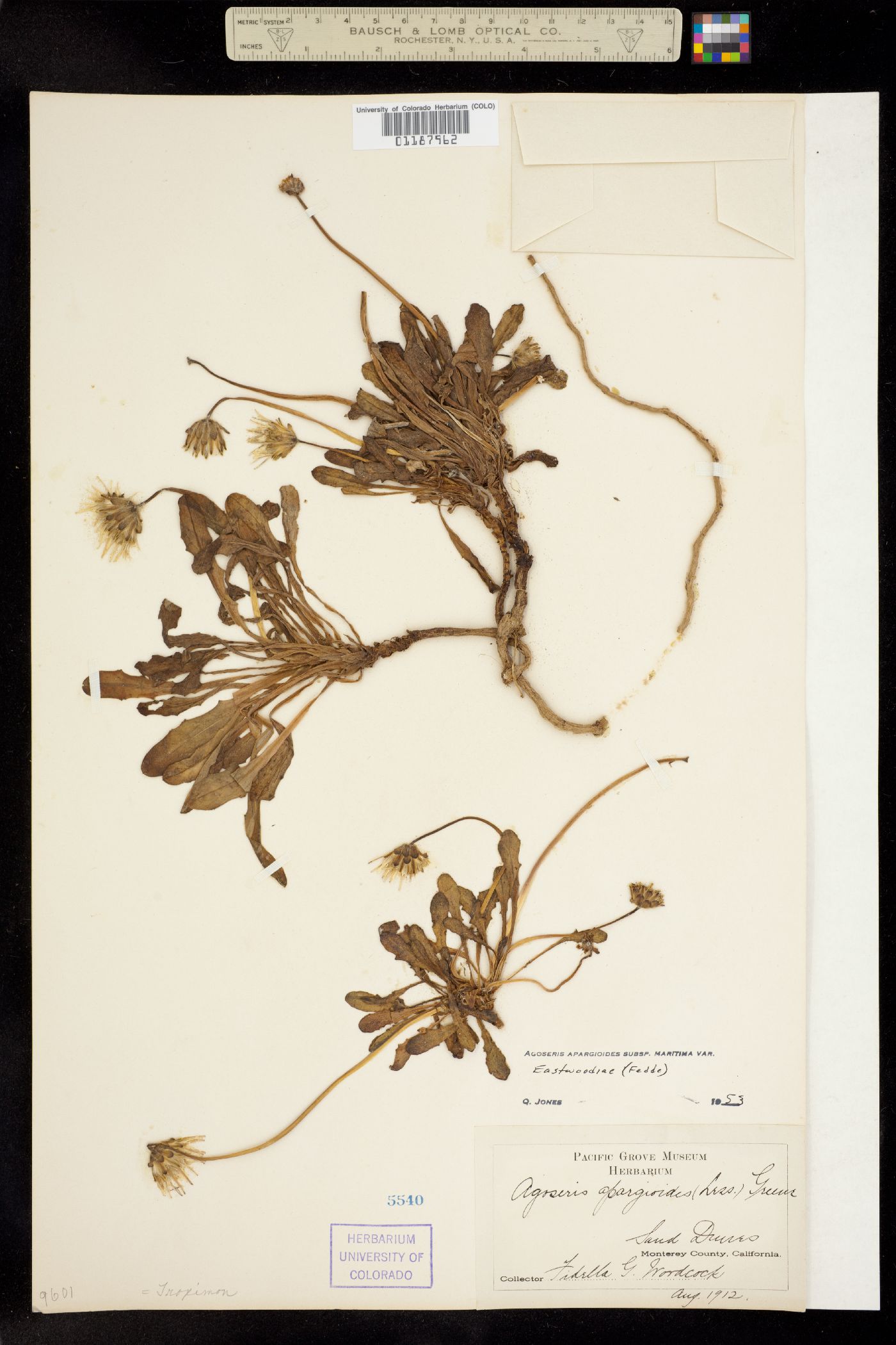 Agoseris apargioides image