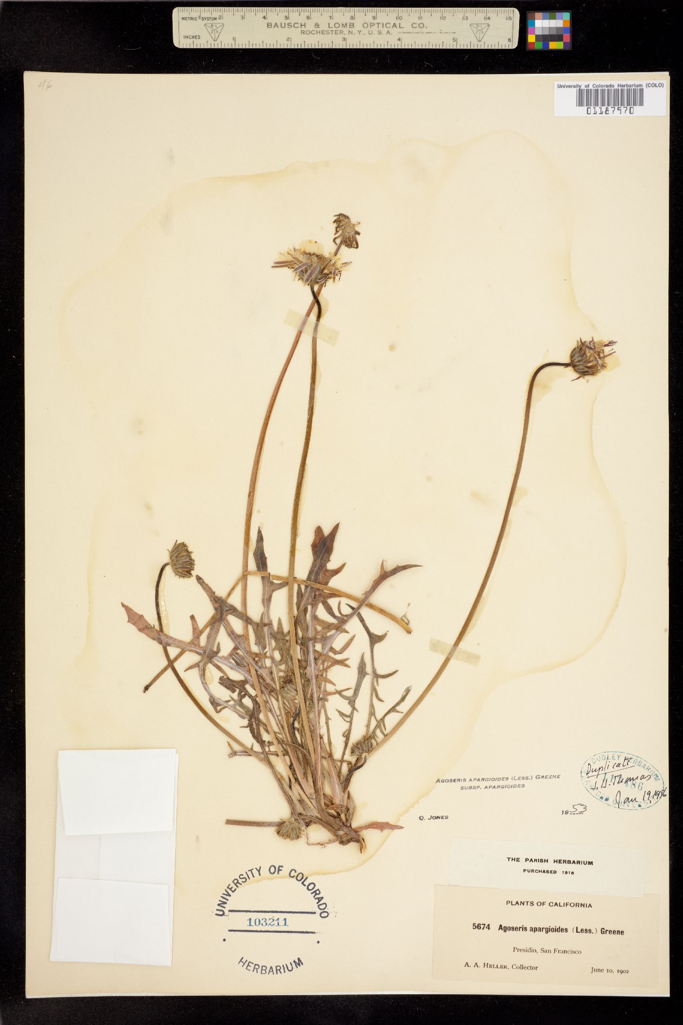 Agoseris apargioides image