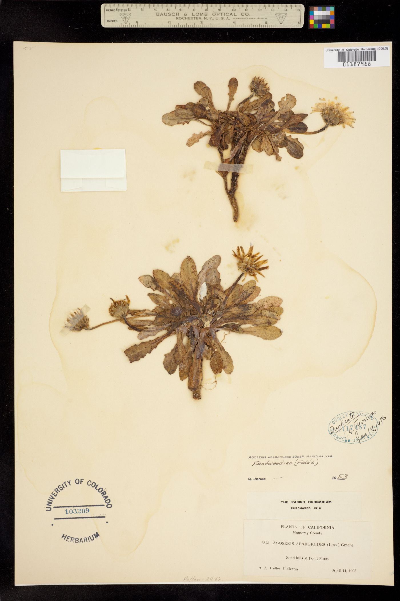 Agoseris apargioides image