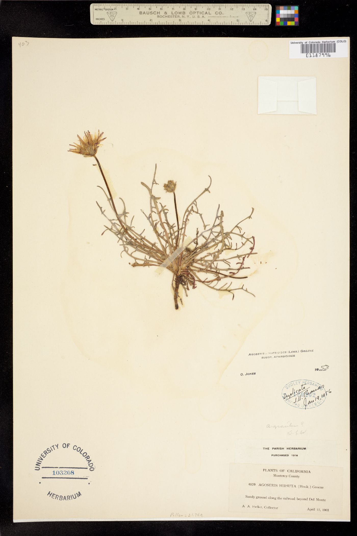 Agoseris apargioides image