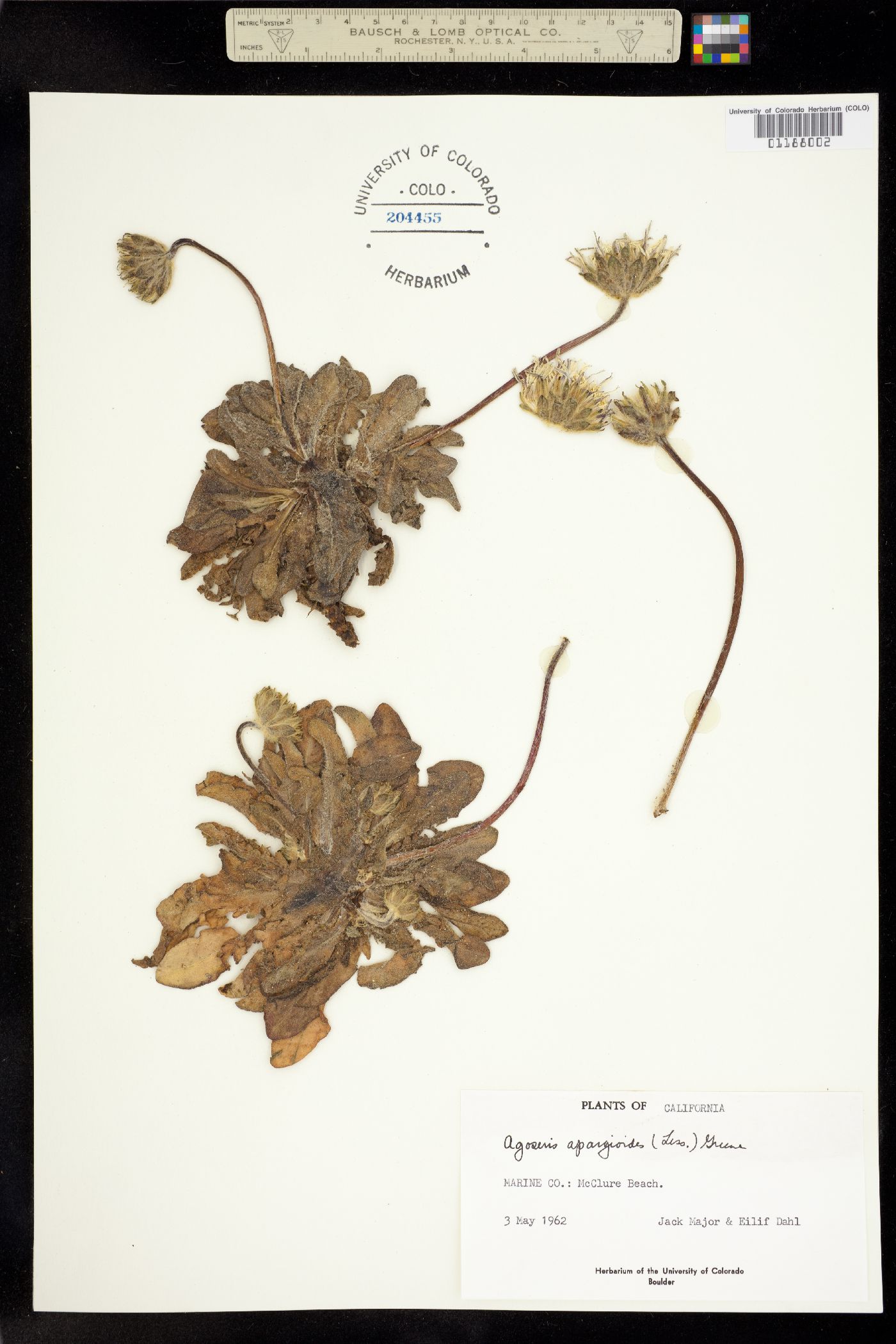Agoseris apargioides image