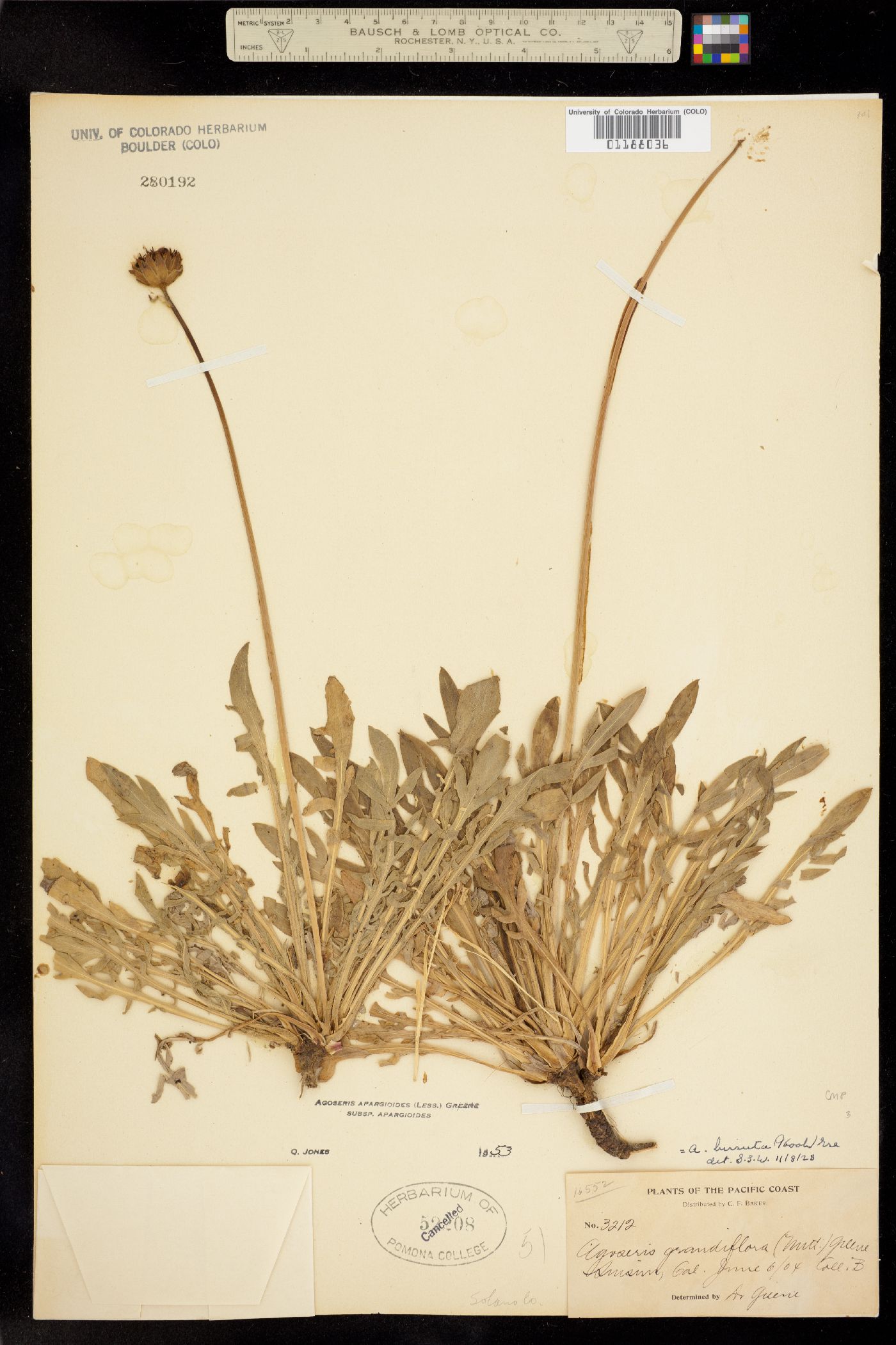 Agoseris apargioides image