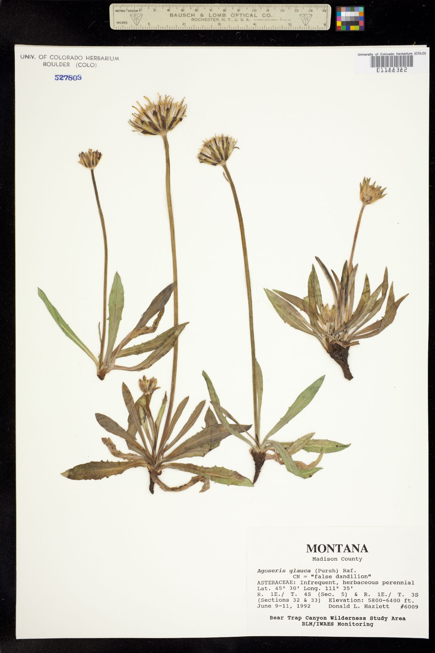 Agoseris glauca image