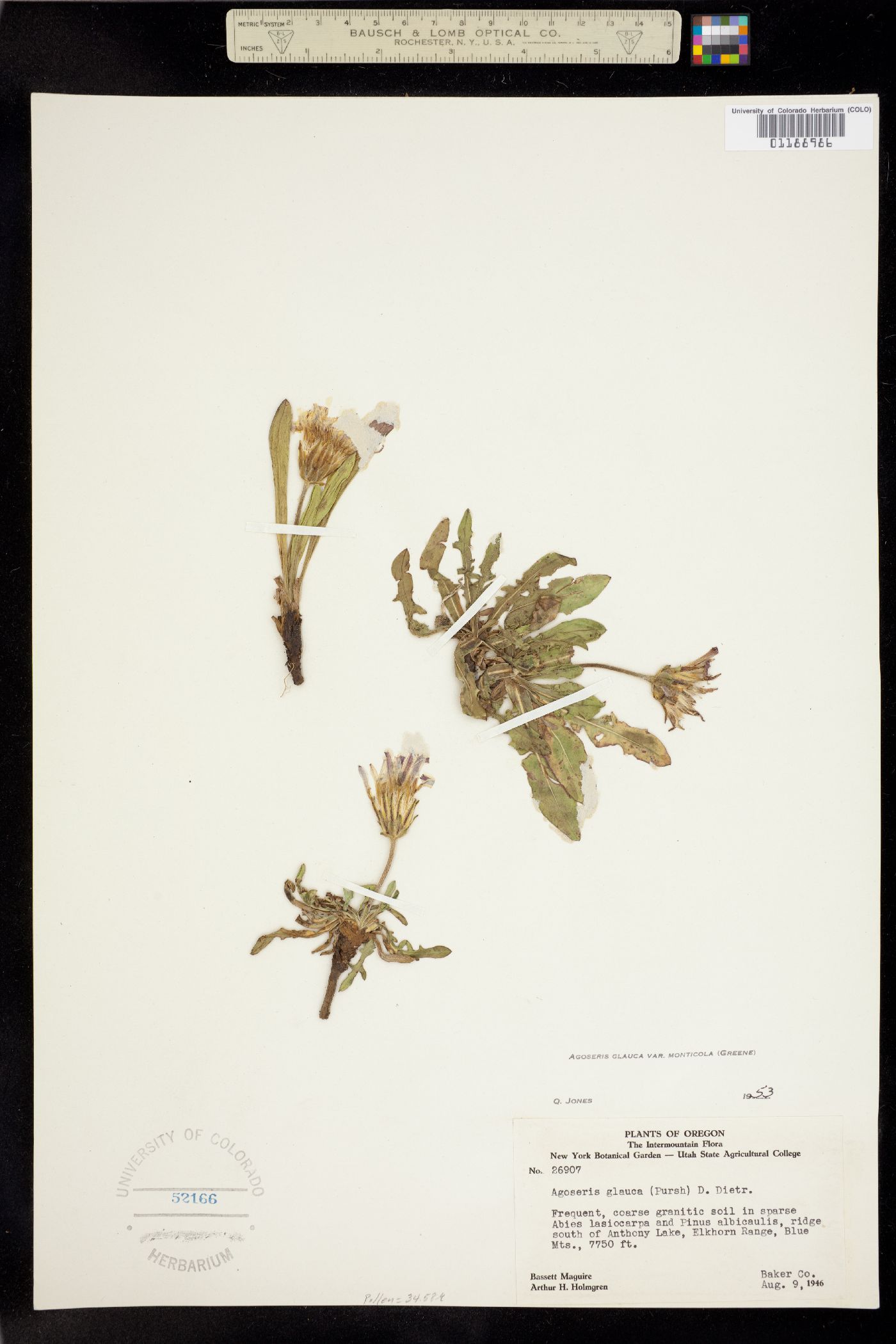 Agoseris glauca image