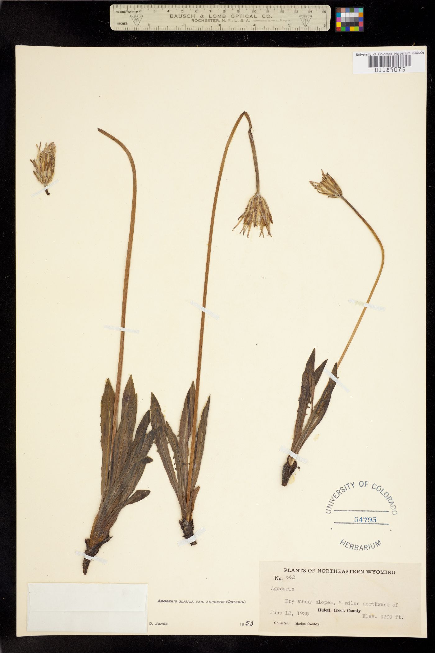 Agoseris image