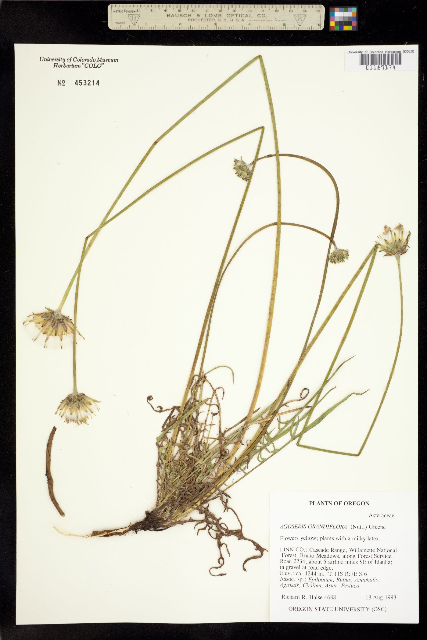 Agoseris grandiflora image