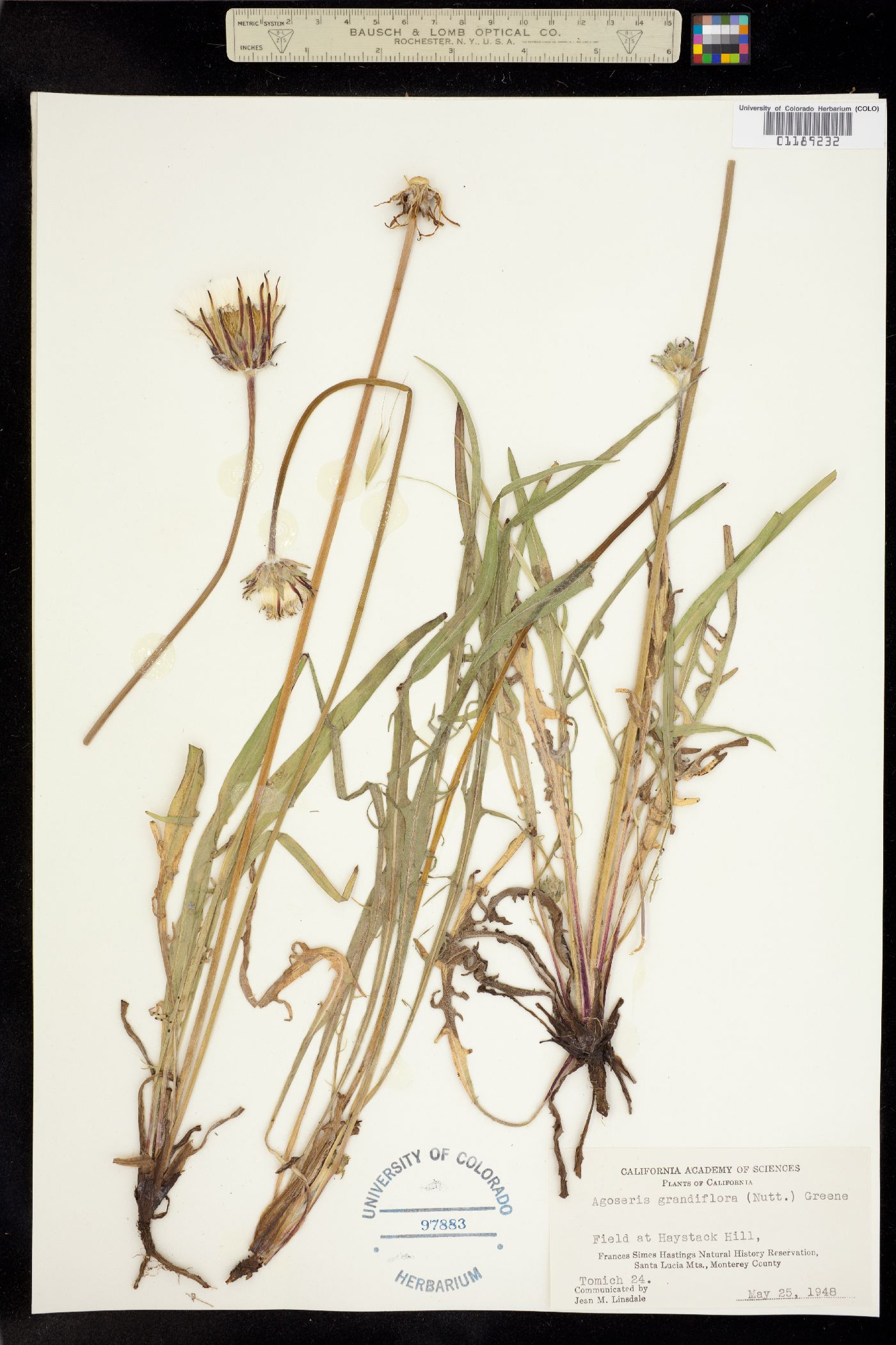 Agoseris grandiflora image