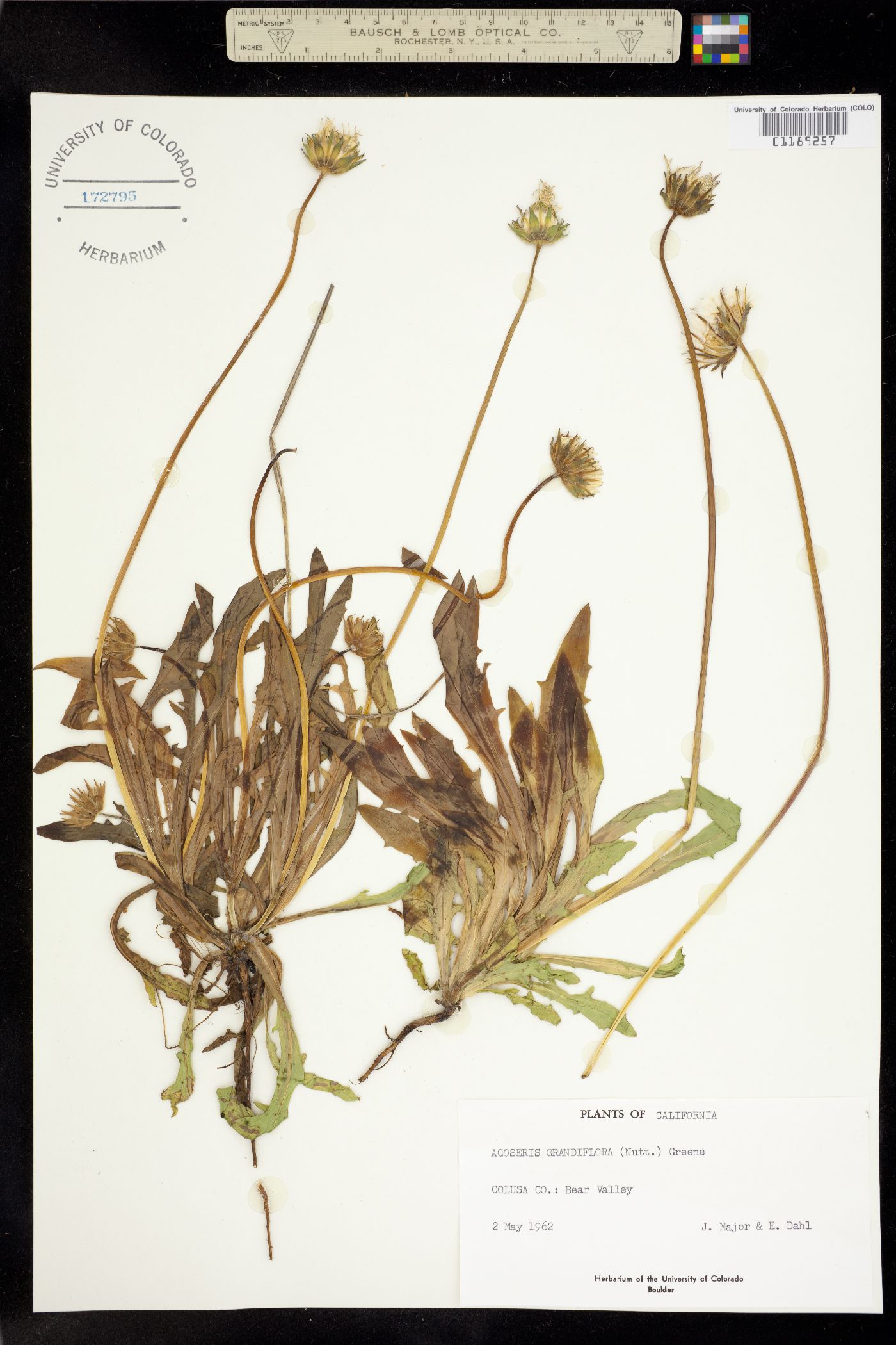Agoseris grandiflora image