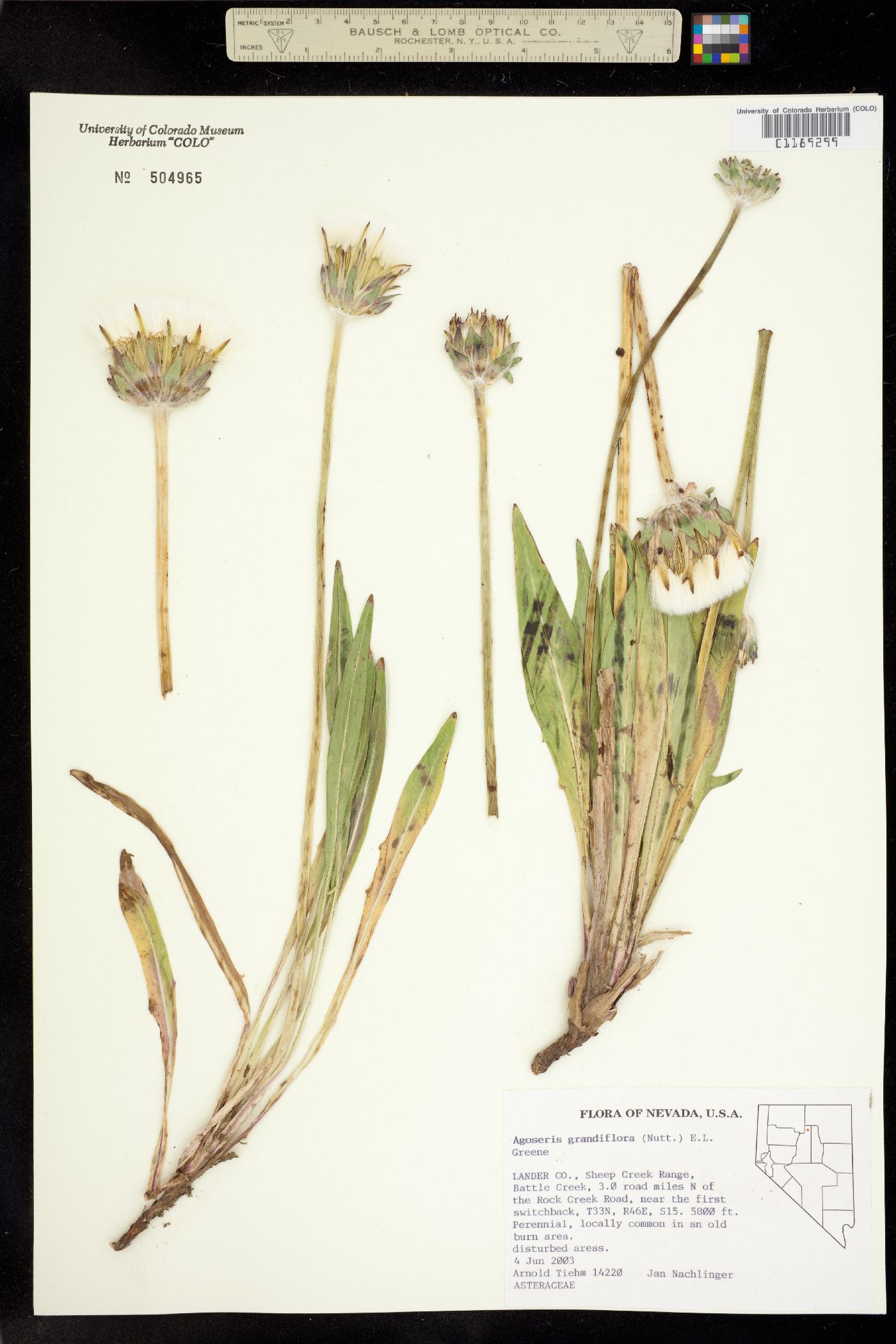 Agoseris grandiflora image