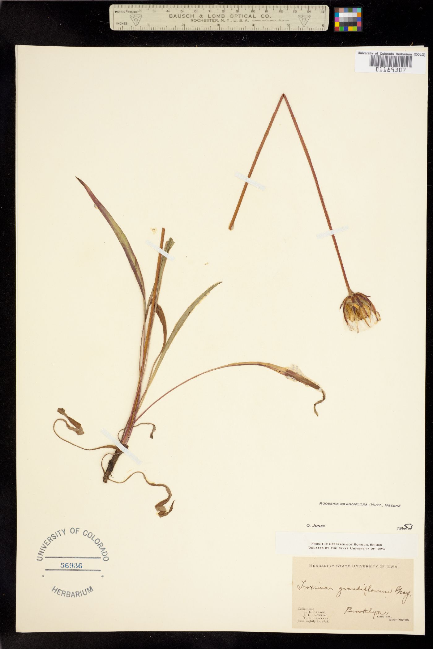 Agoseris grandiflora image