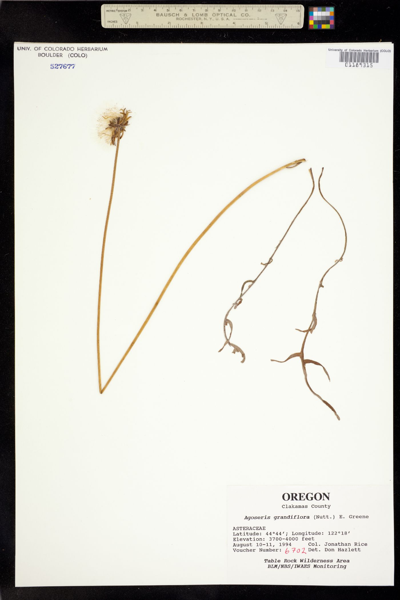 Agoseris grandiflora image