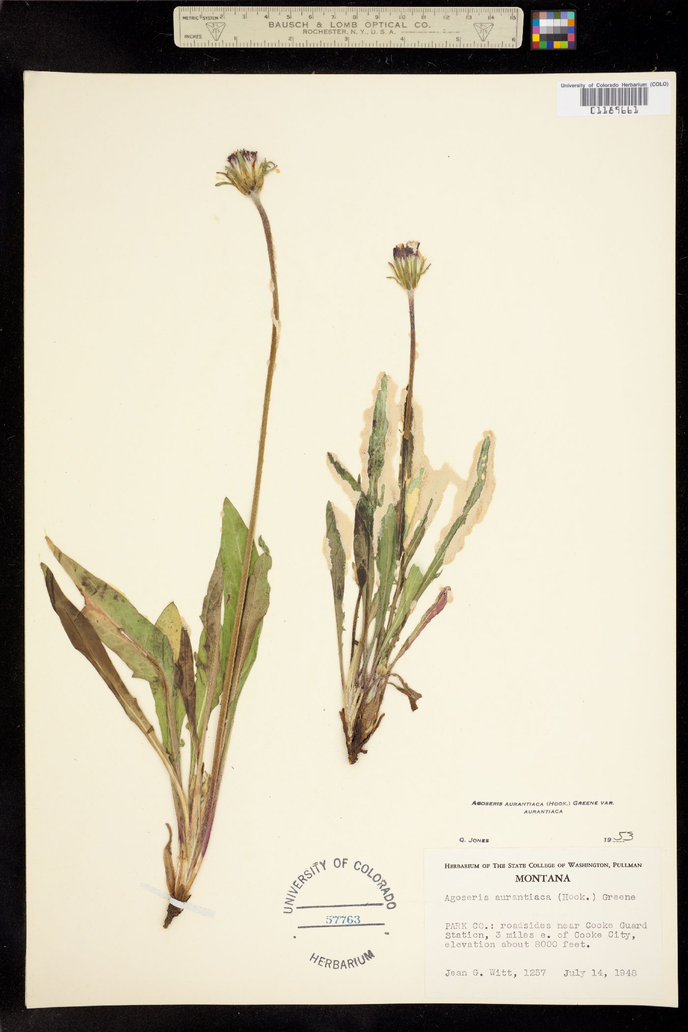 Agoseris aurantiaca var. aurantiaca image