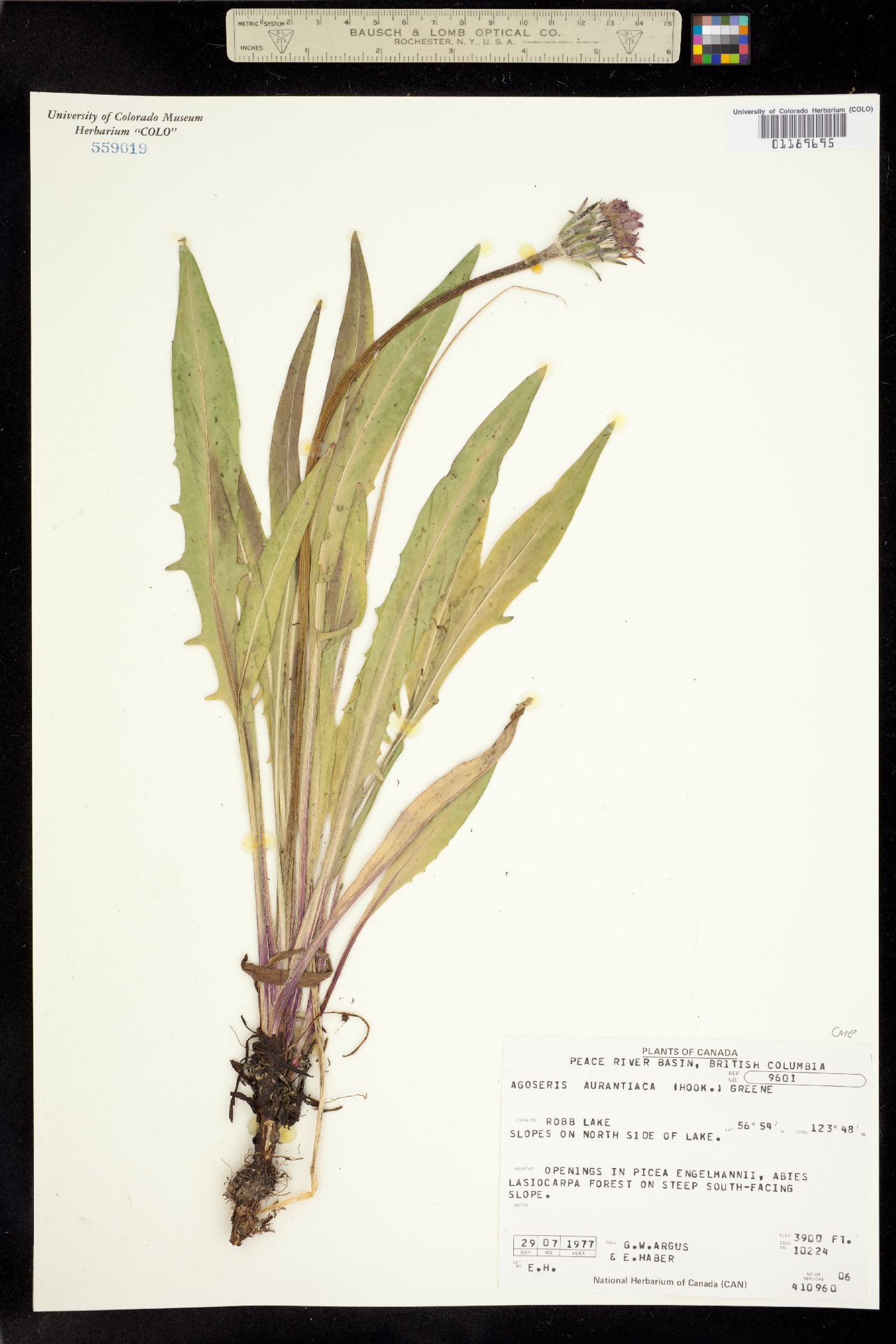 Agoseris aurantiaca var. aurantiaca image