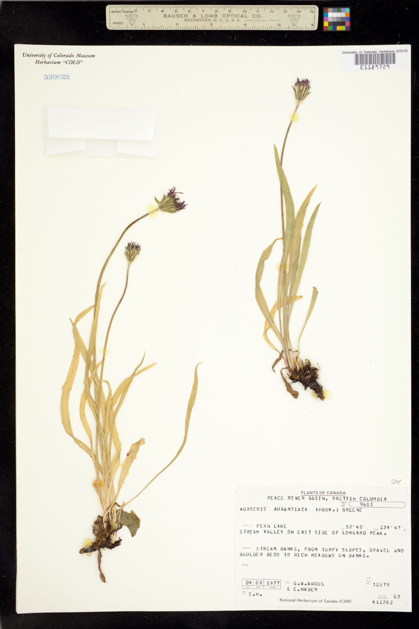Agoseris aurantiaca var. aurantiaca image