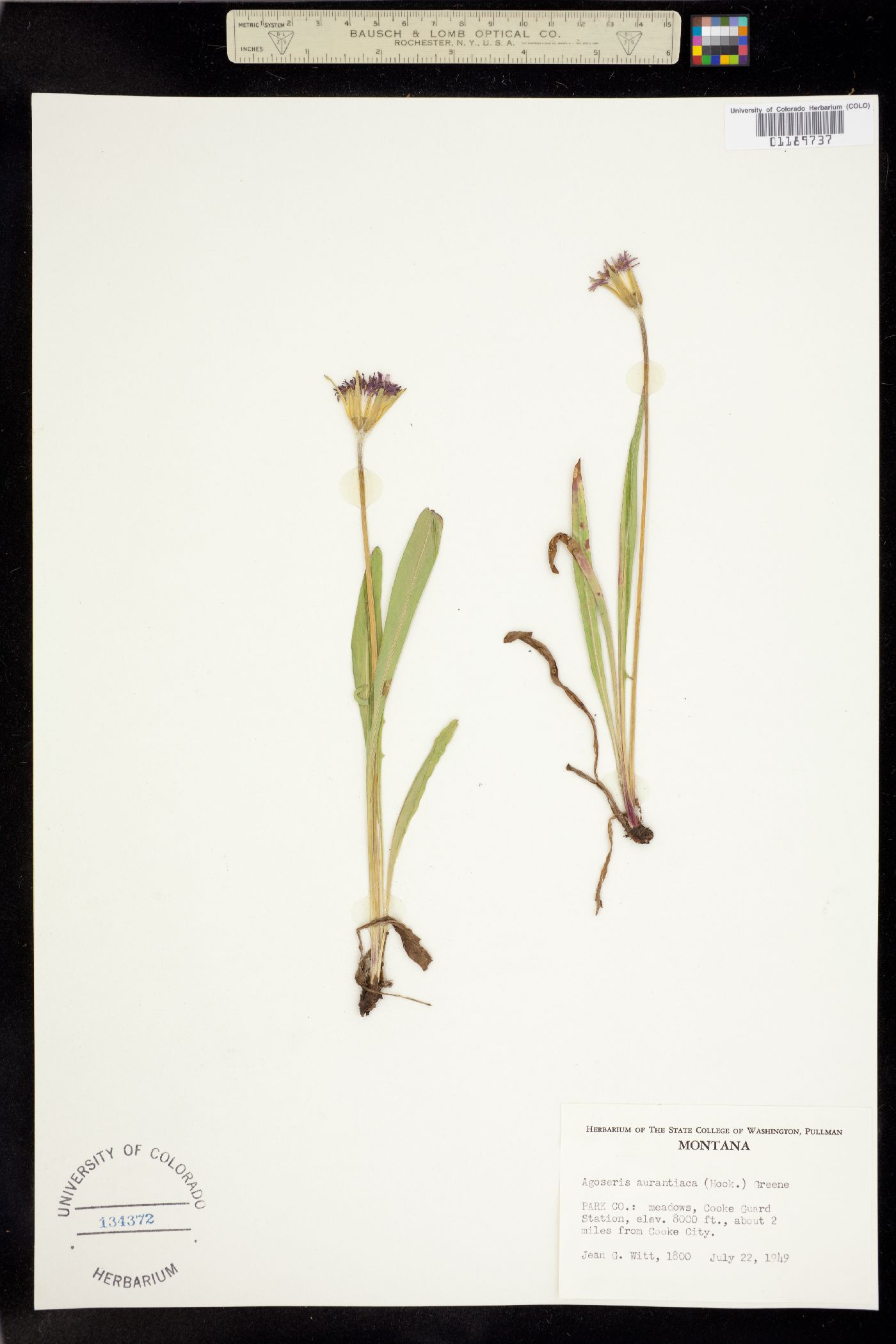 Agoseris aurantiaca var. aurantiaca image