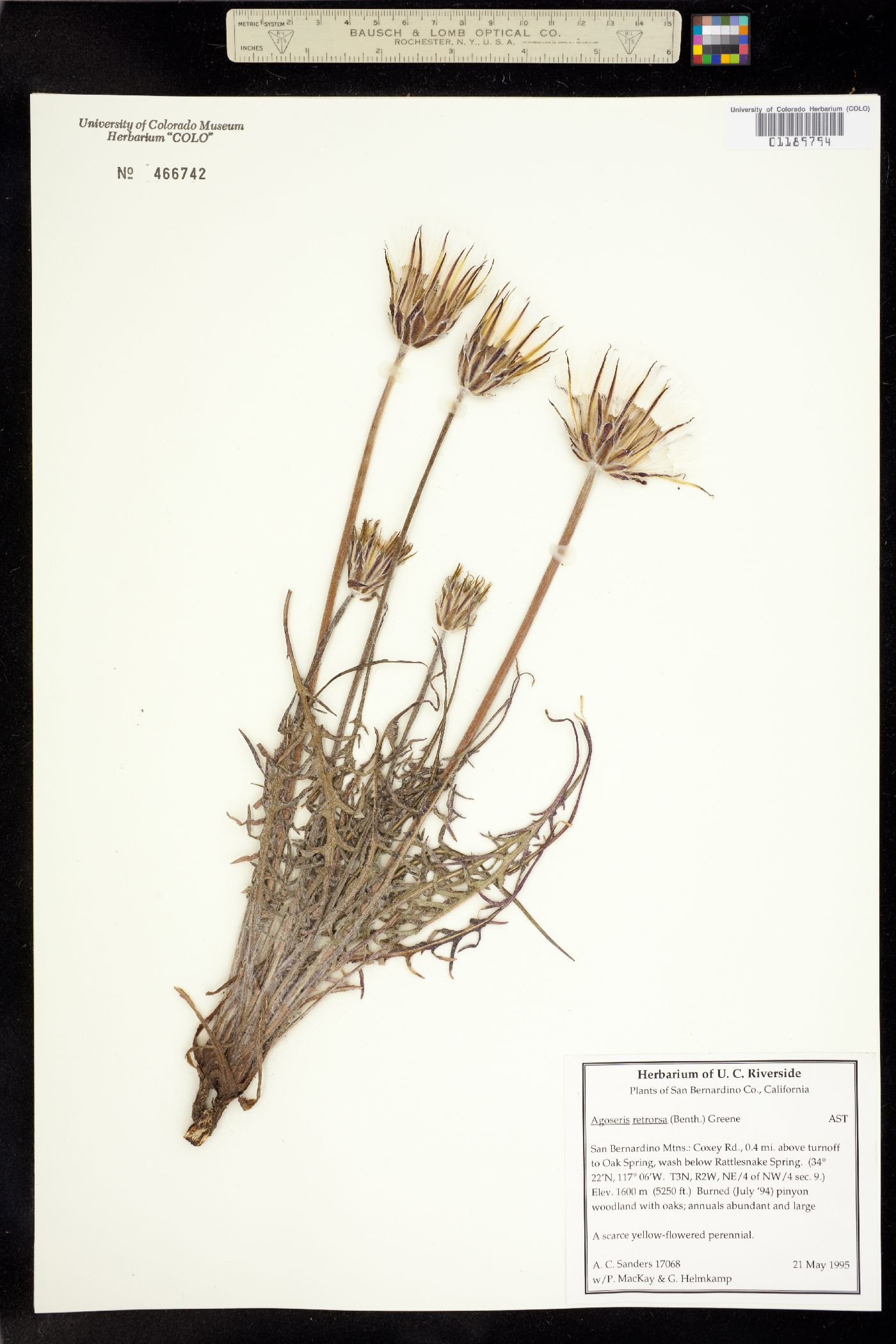 Agoseris retrorsa image