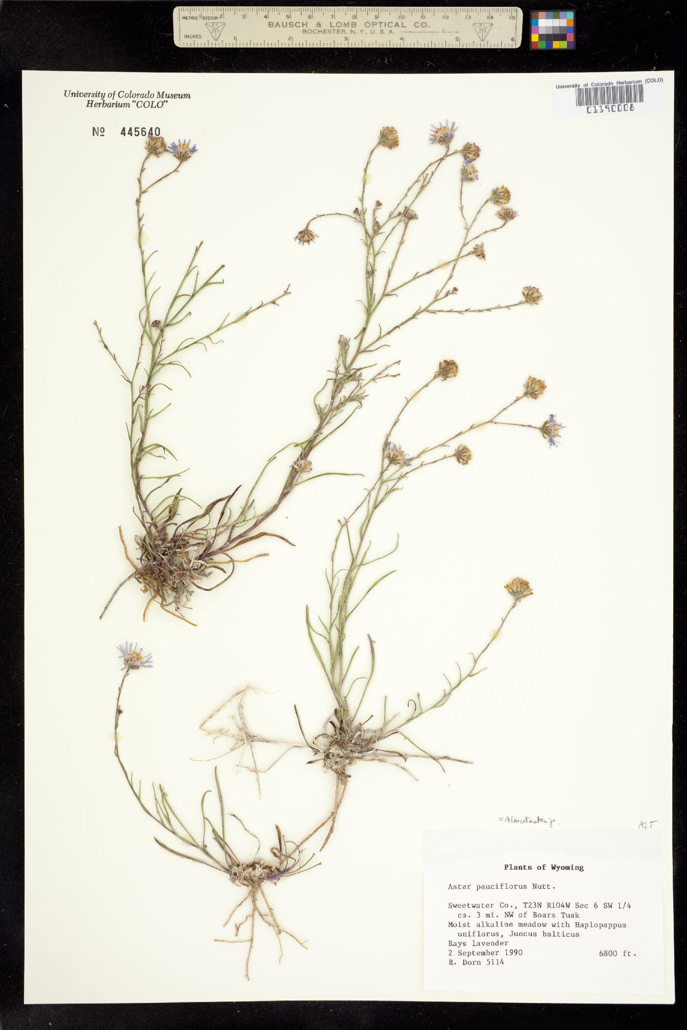 Almutaster pauciflorus image