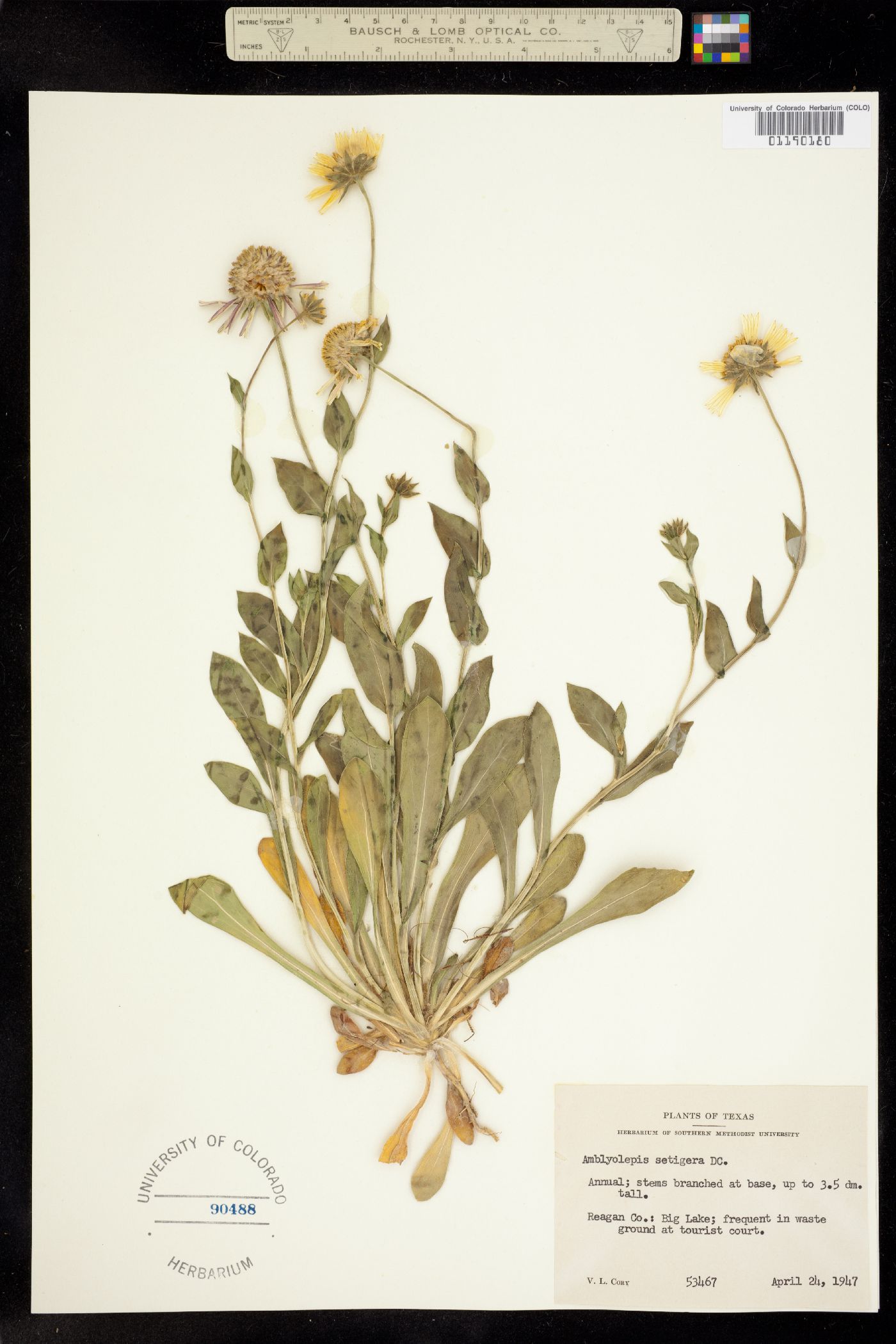 Amblyolepis setigera image