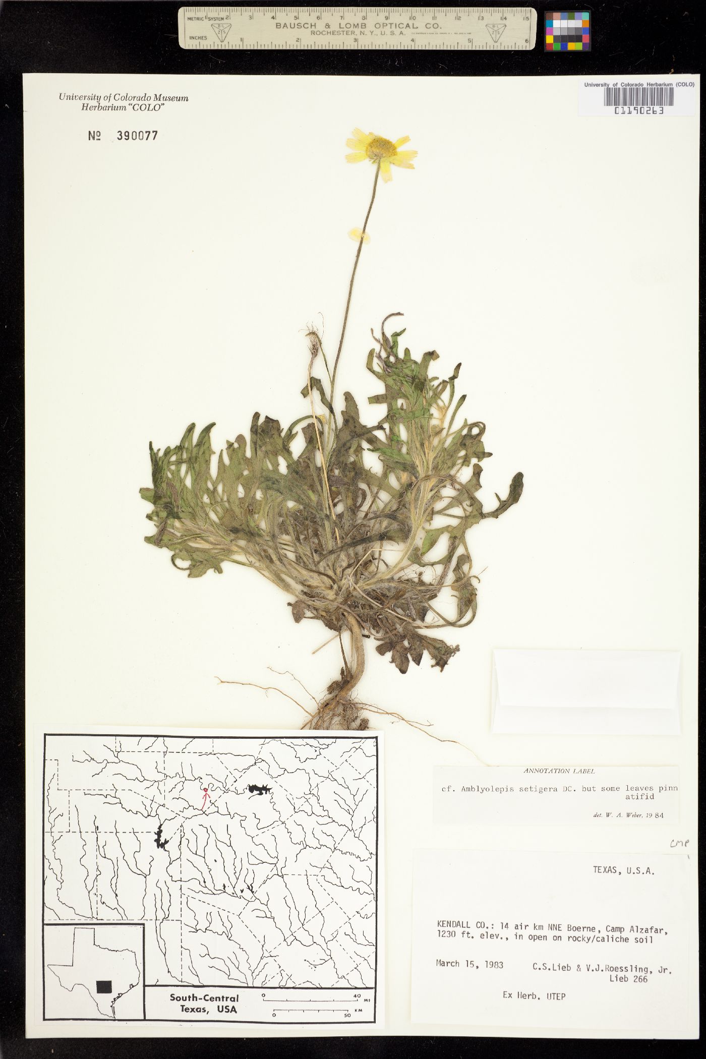 Amblyolepis image