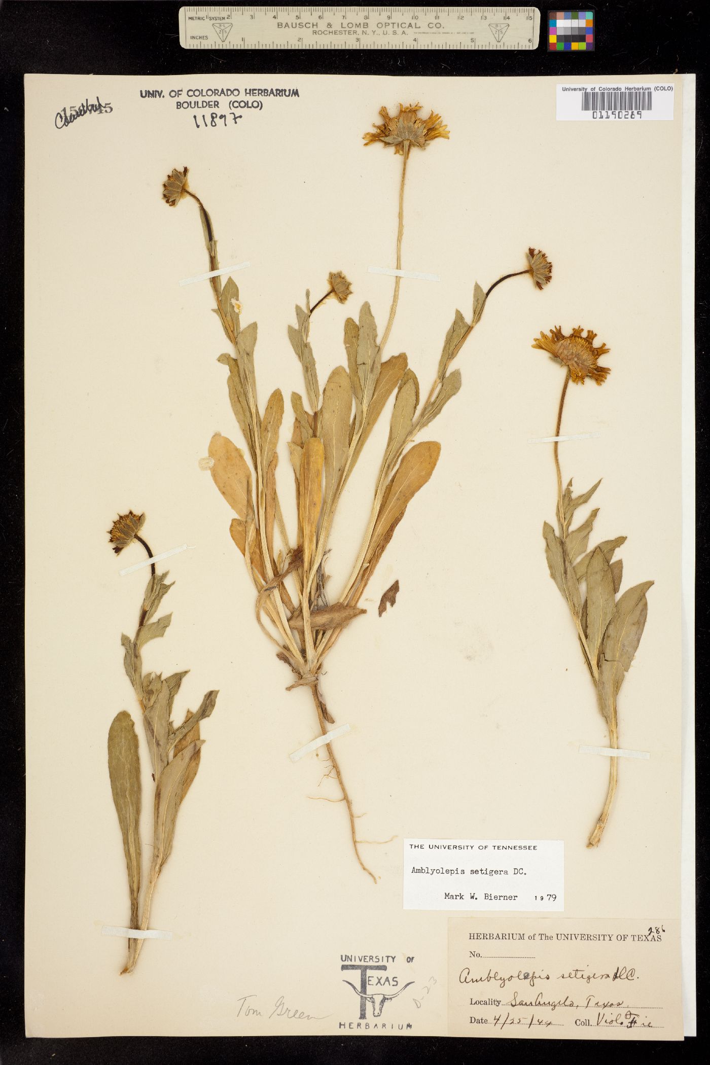 Amblyolepis setigera image