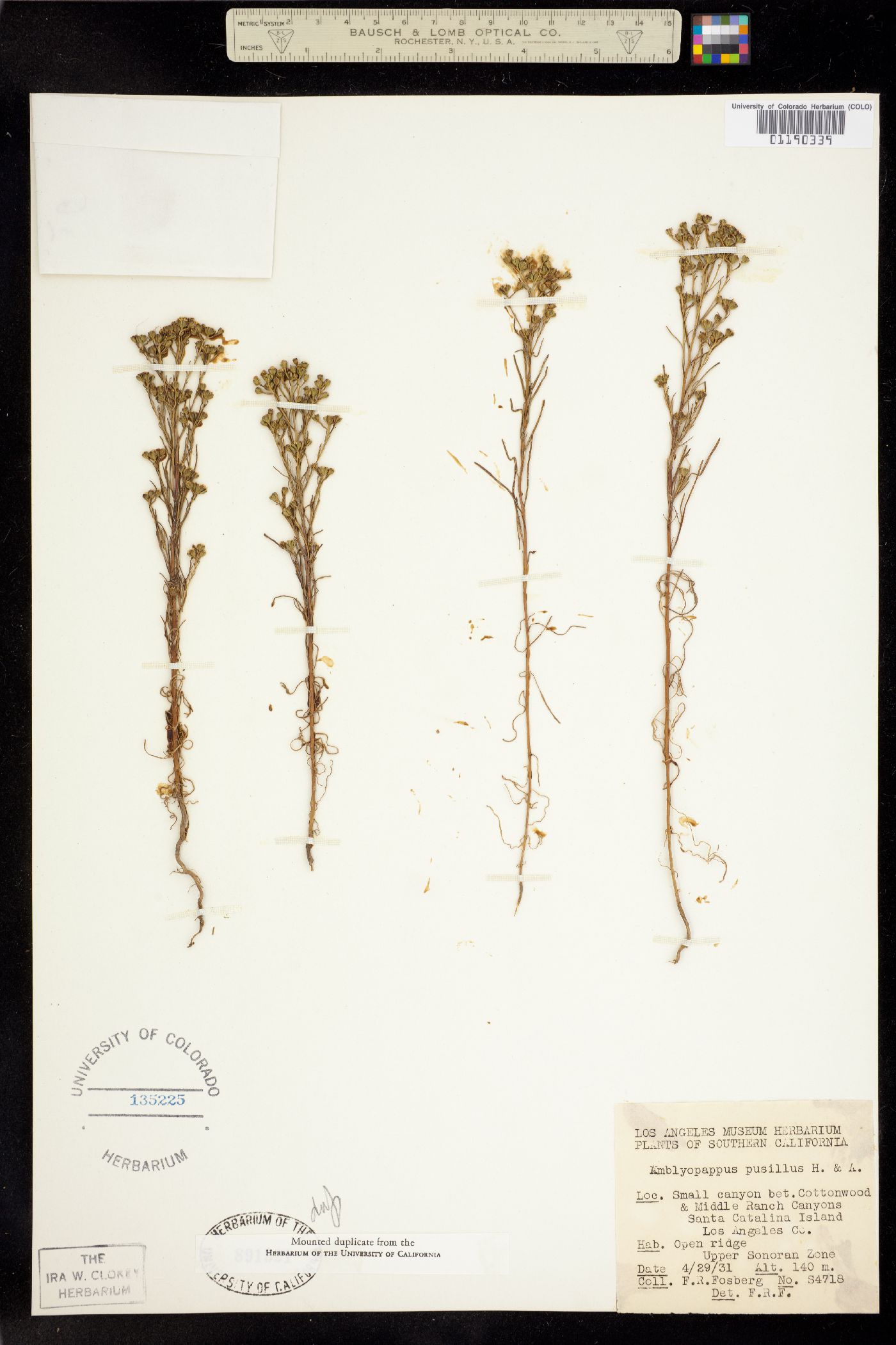Amblyopappus pusillus image