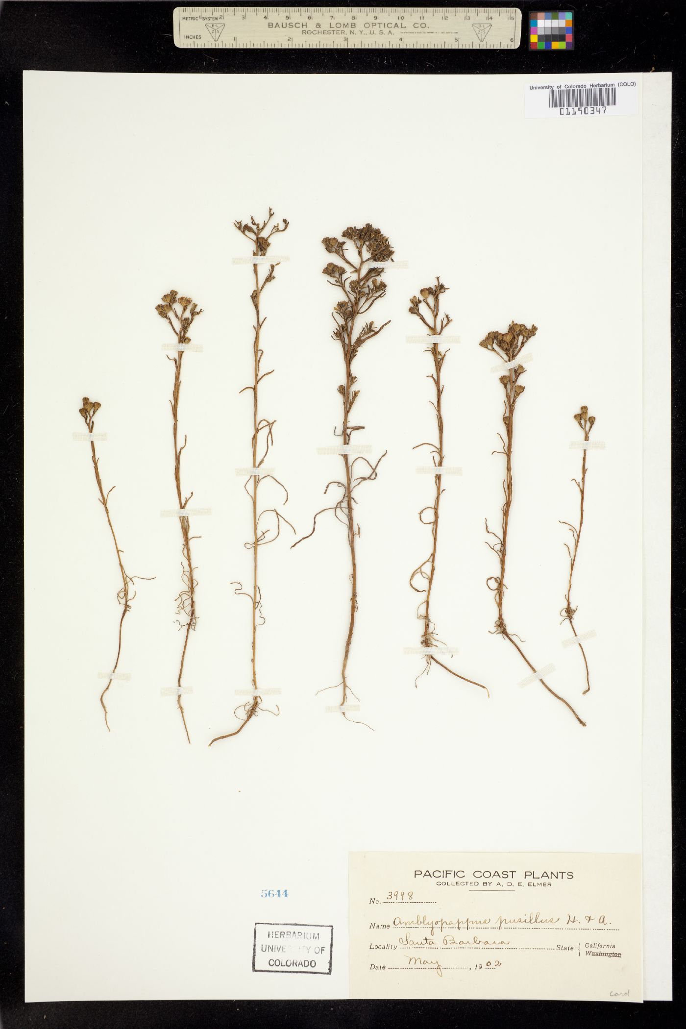Amblyopappus image