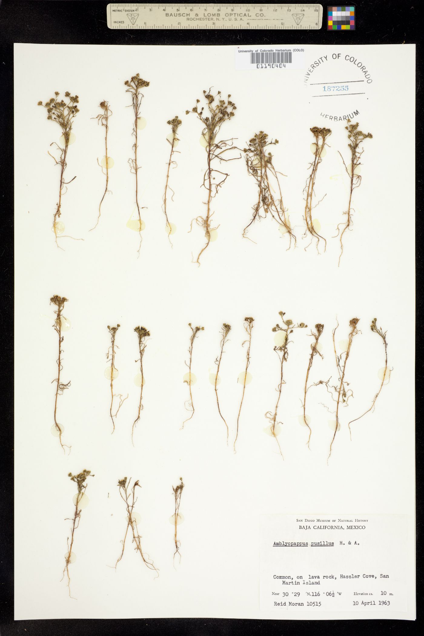Amblyopappus pusillus image