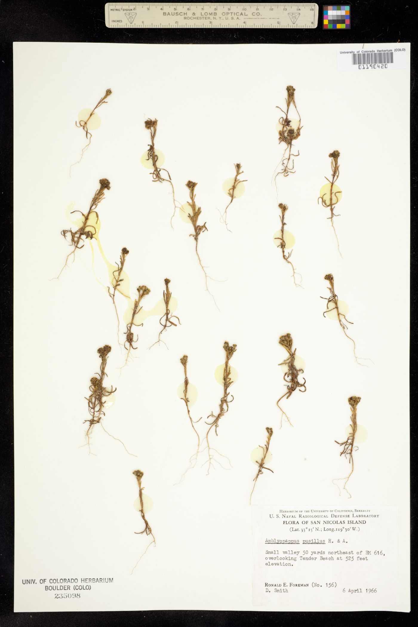 Amblyopappus pusillus image