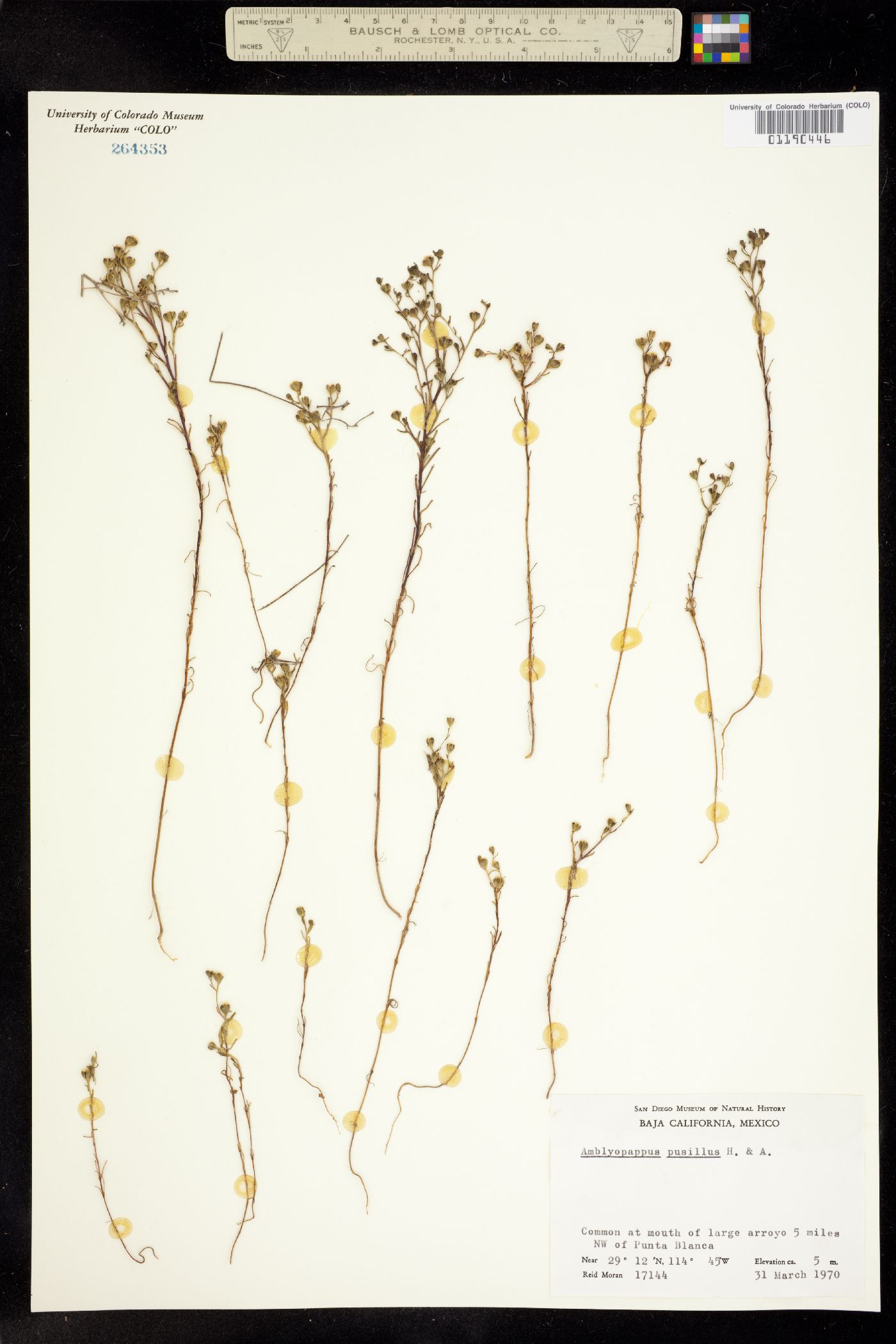 Amblyopappus pusillus image