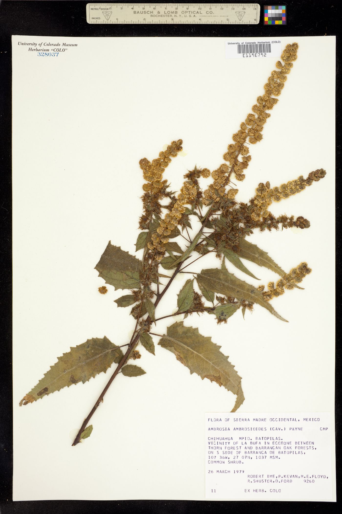 Ambrosia ambrosioides image