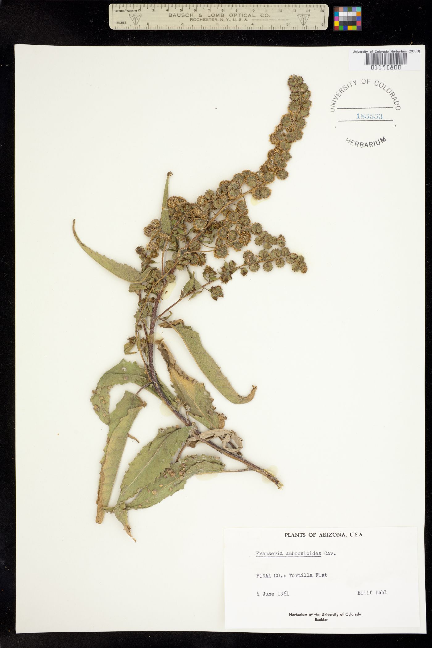 Ambrosia ambrosioides image