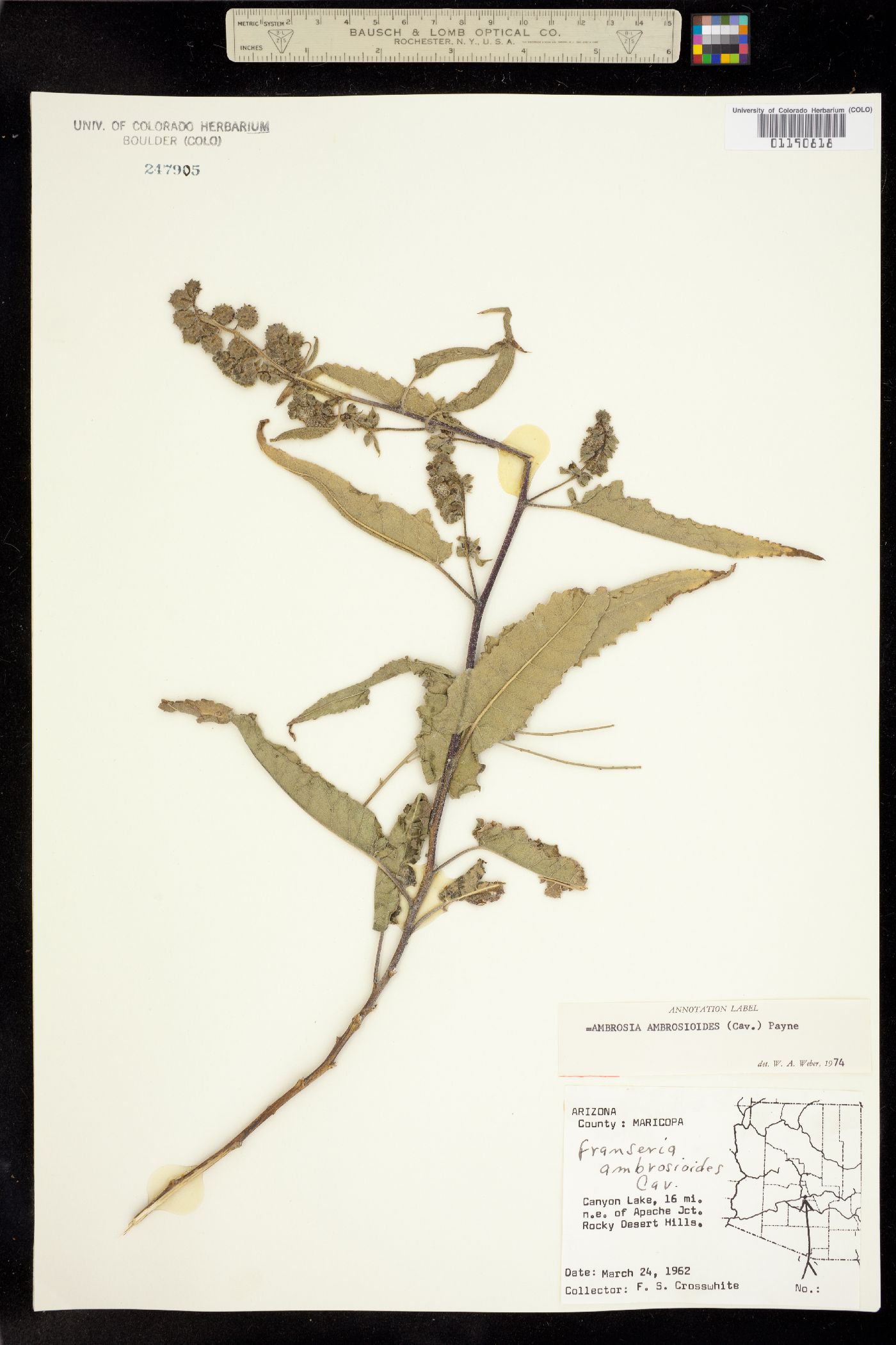 Ambrosia ambrosioides image