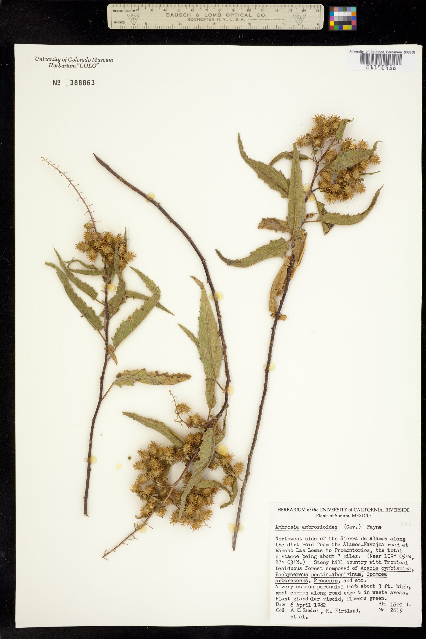 Ambrosia ambrosioides image