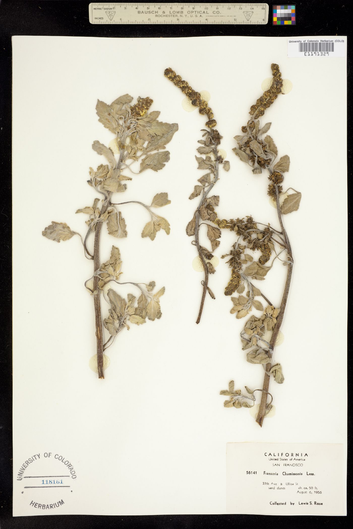 Ambrosia chamissonis image