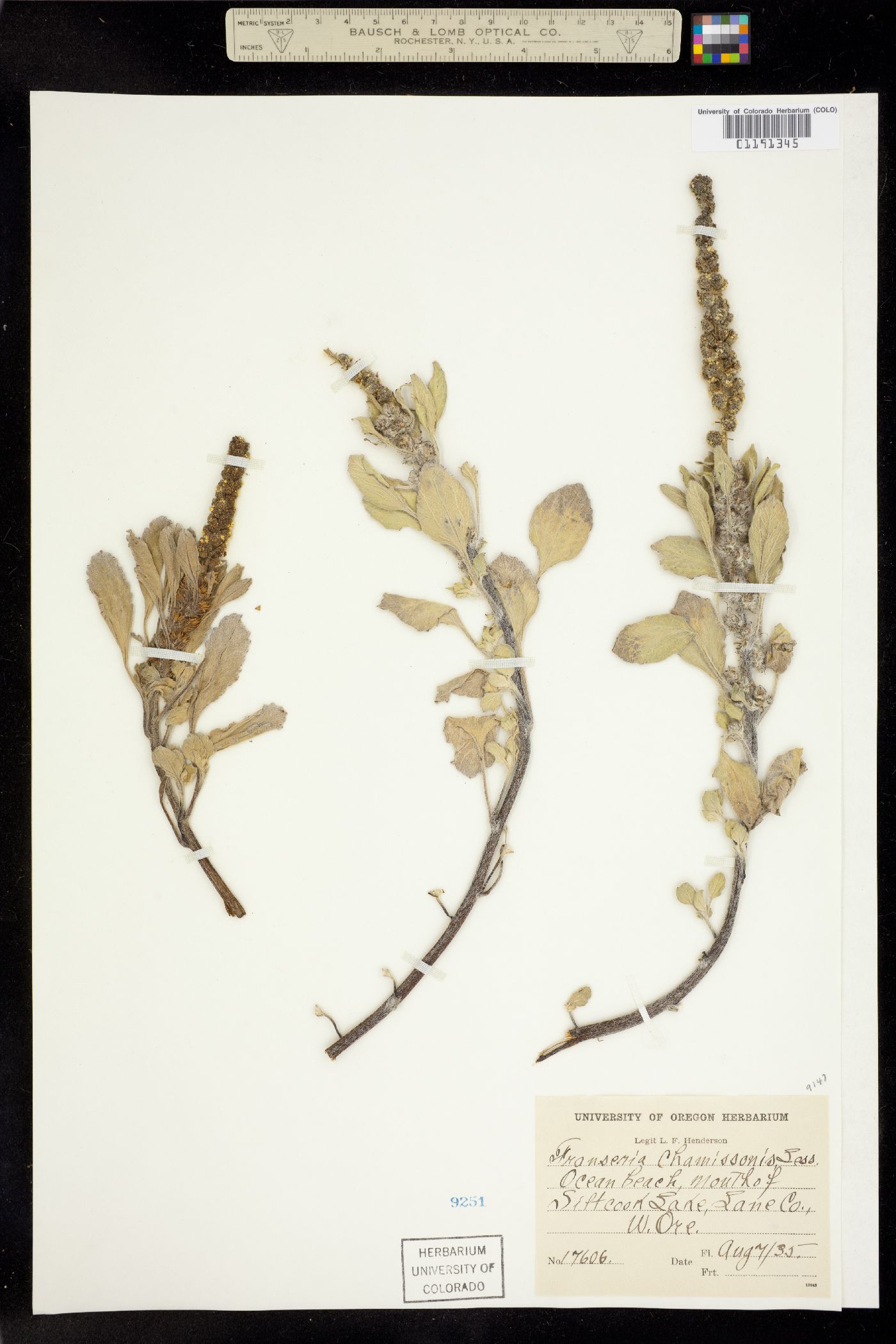 Ambrosia chamissonis image