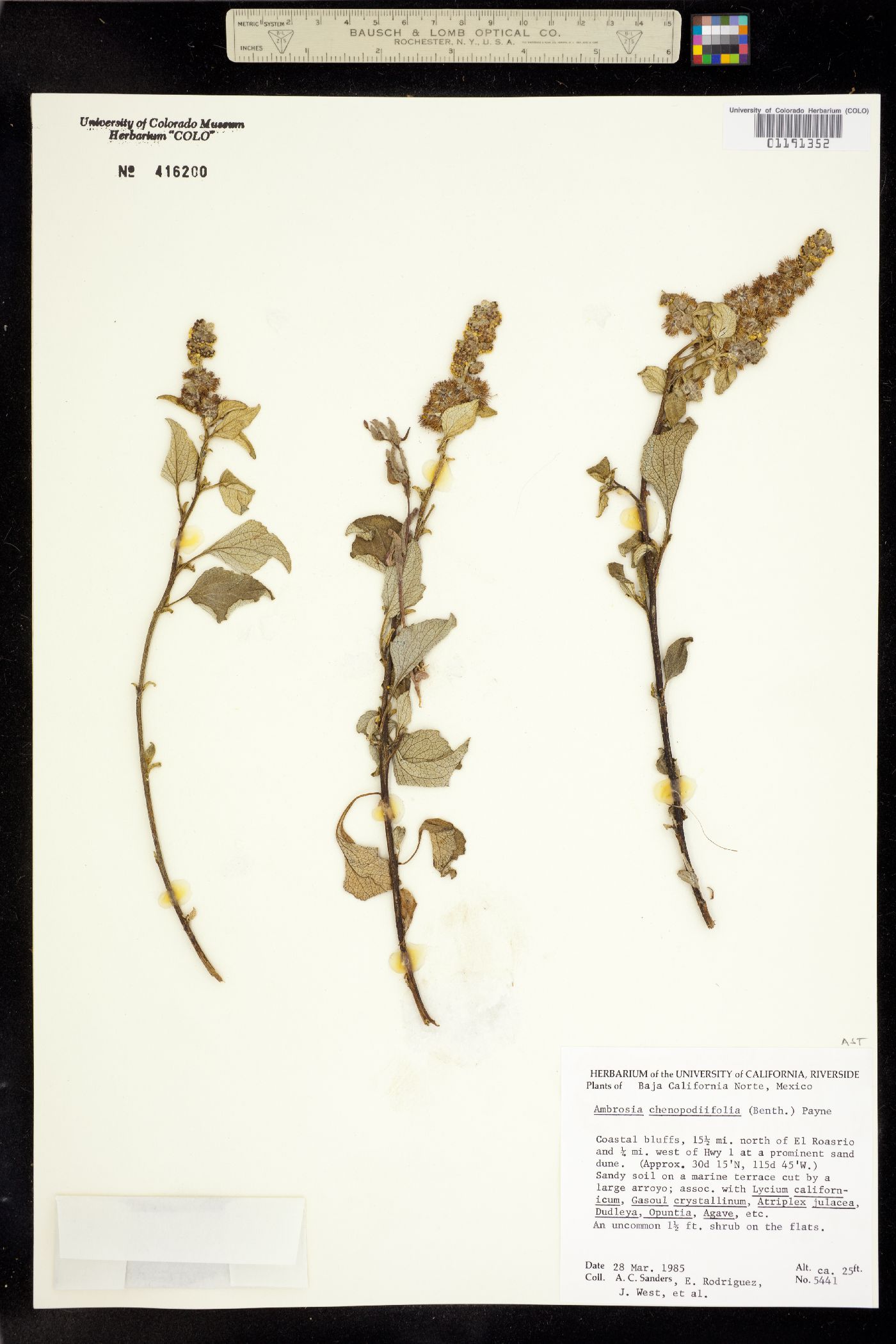 Ambrosia chenopodiifolia image