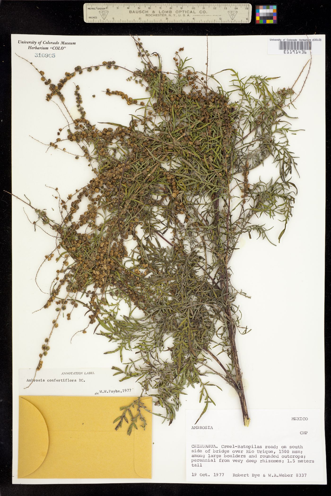 Ambrosia confertiflora image