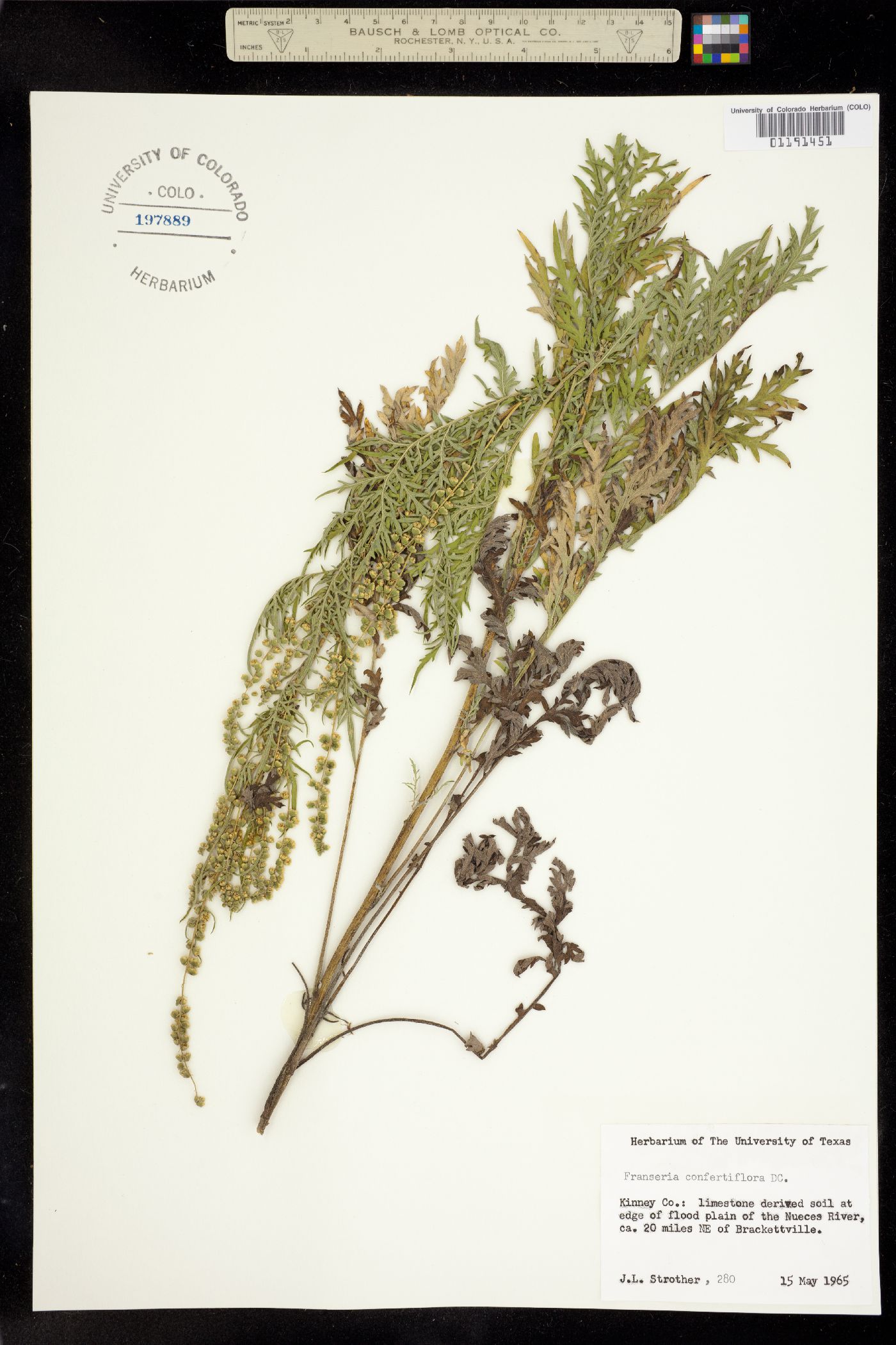 Ambrosia confertiflora image